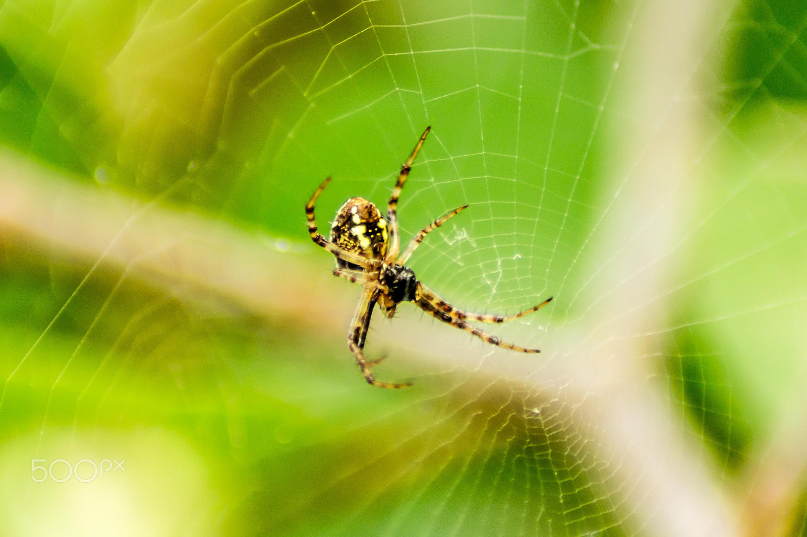 Canon EOS 60D + Tamron AF 70-300mm F4-5.6 Di LD Macro sample photo. Spider and web photography