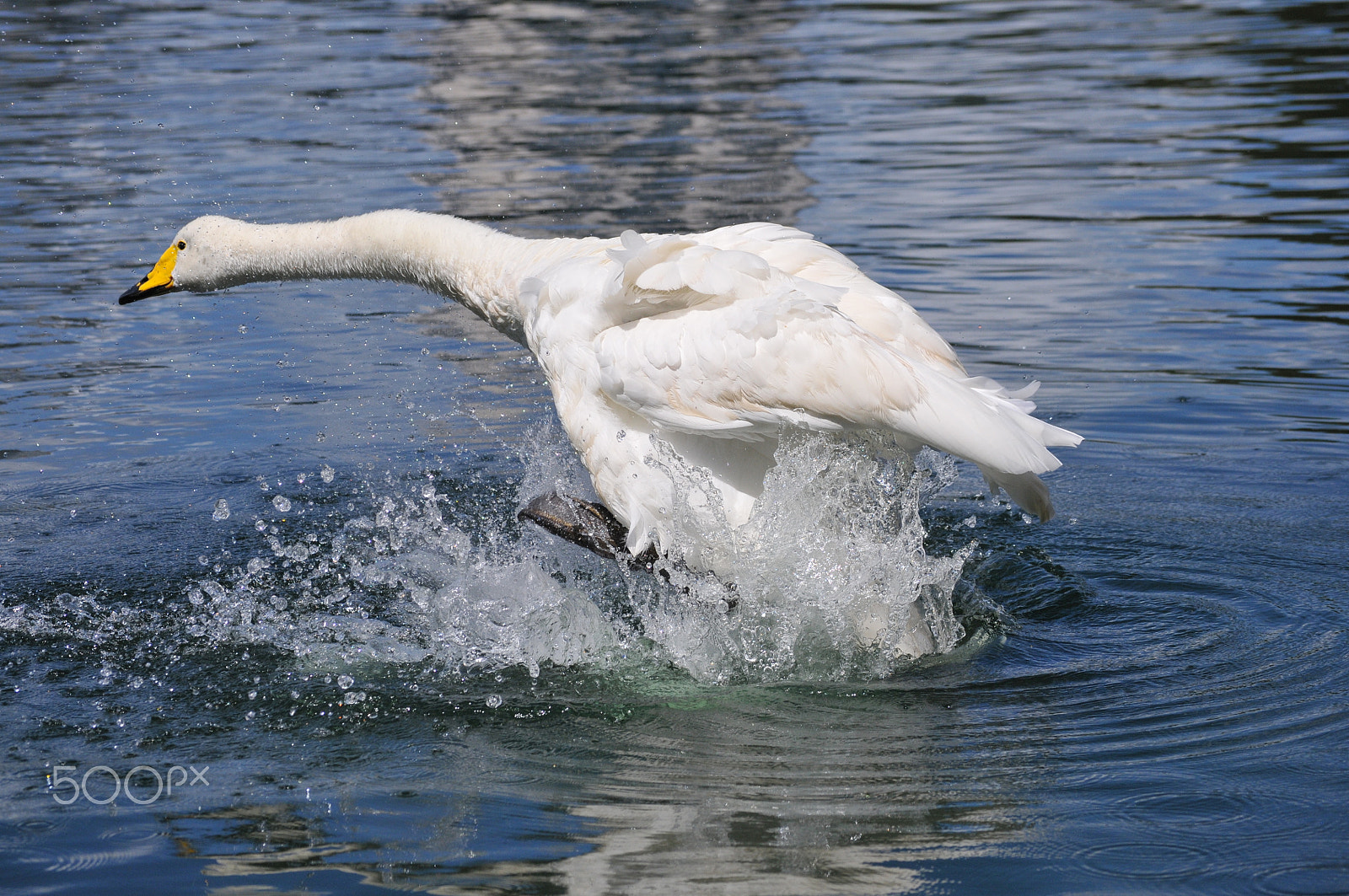 Nikon D300 sample photo. Chipita, the lake eola swan photography