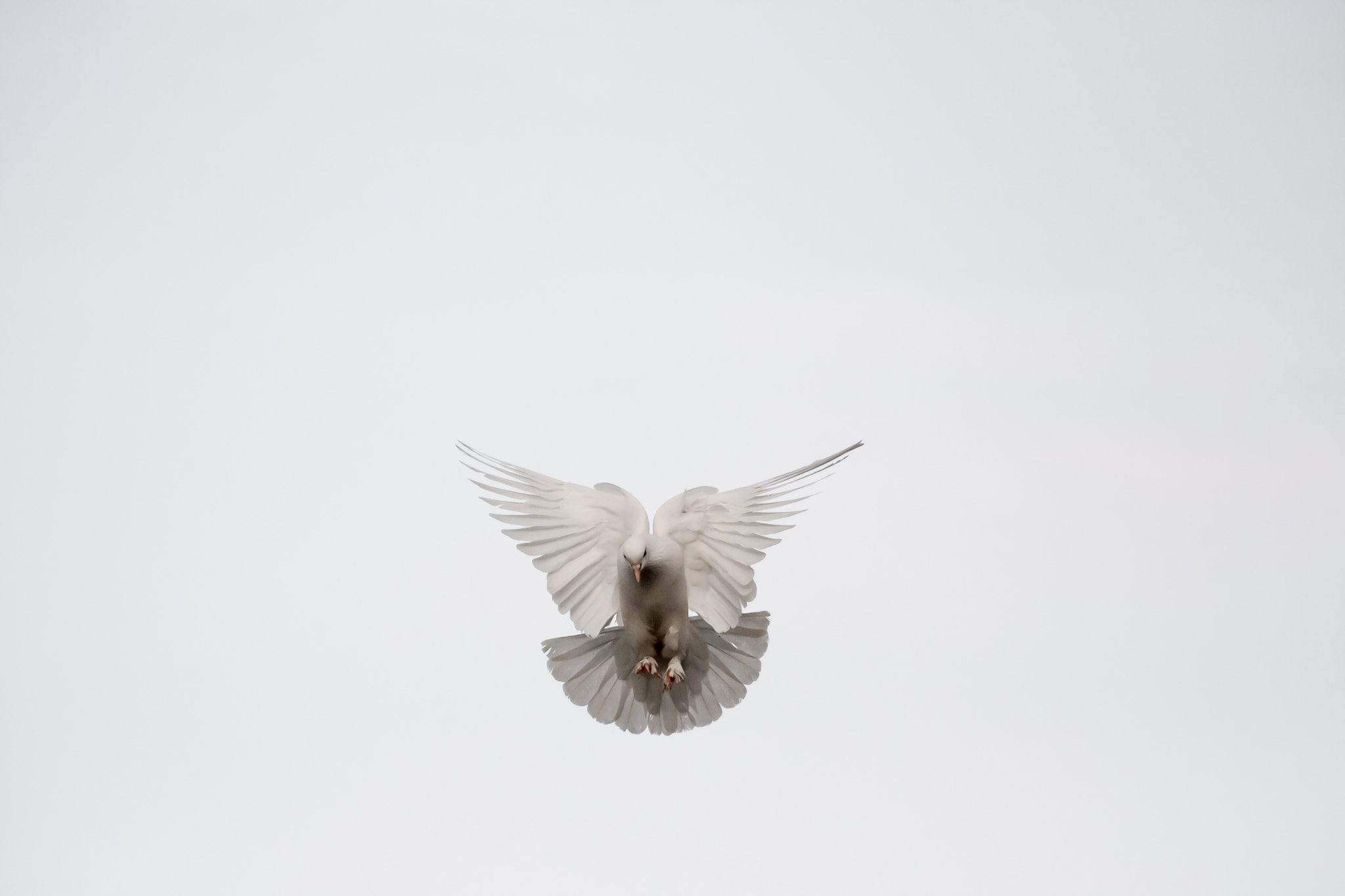 Canon EOS 40D sample photo. White angel photography