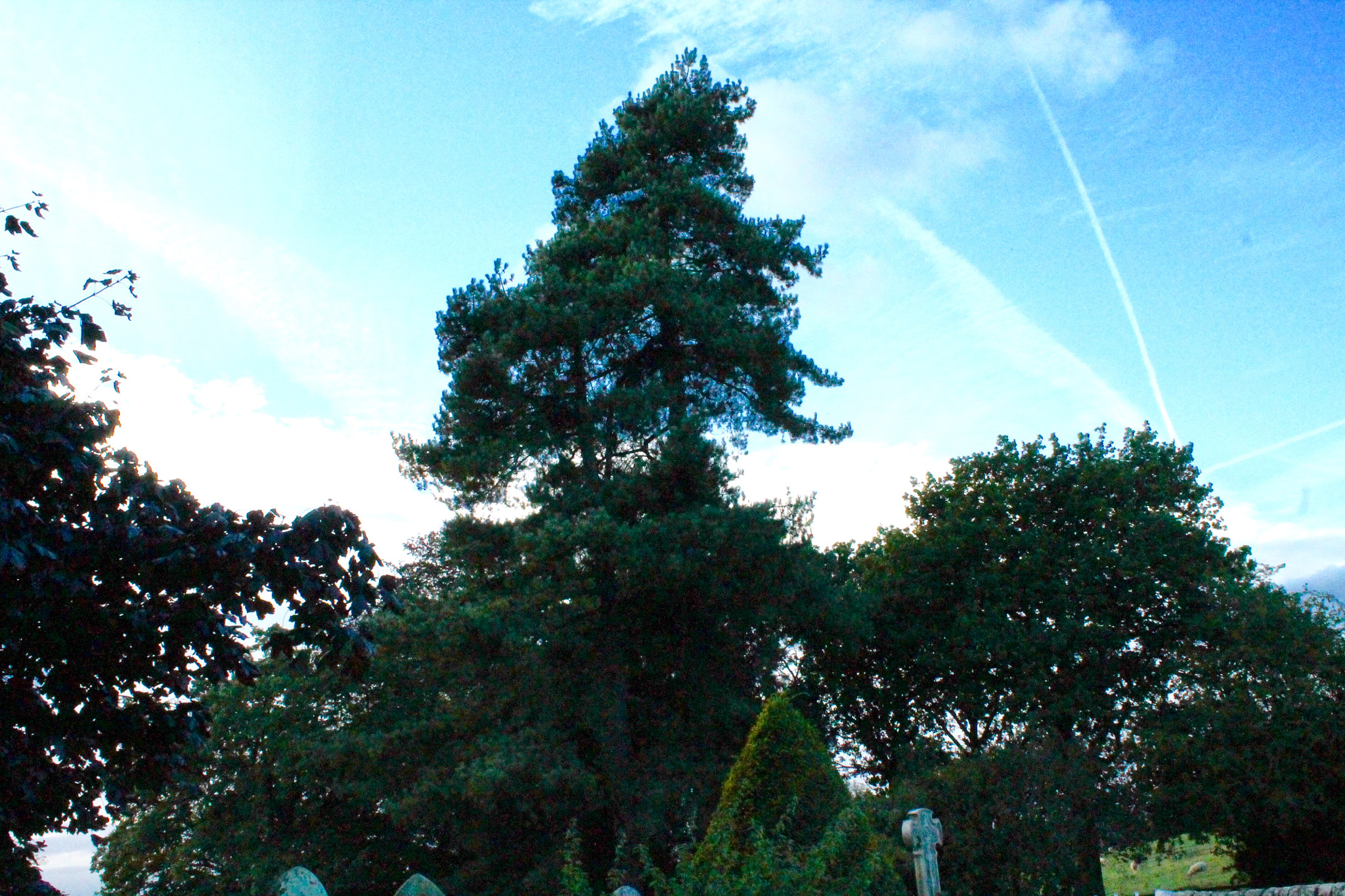 Canon EF-S 18-55mm F3.5-5.6 III sample photo. Mighty tree against blue sky photography