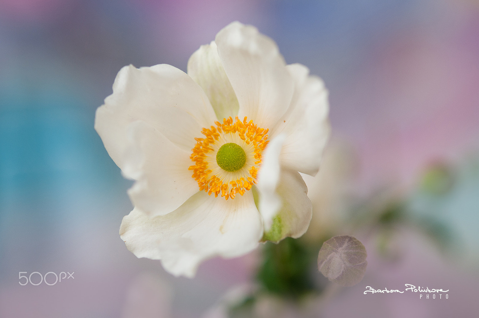 Nikon AF-S Micro-Nikkor 60mm F2.8G ED sample photo. Purity photography