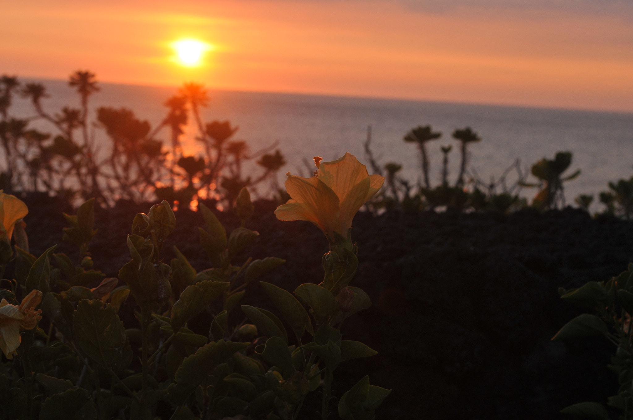 Nikon D300S + Nikon AF-S DX Nikkor 18-55mm F3.5-5.6G VR sample photo. Flower at sunset photography