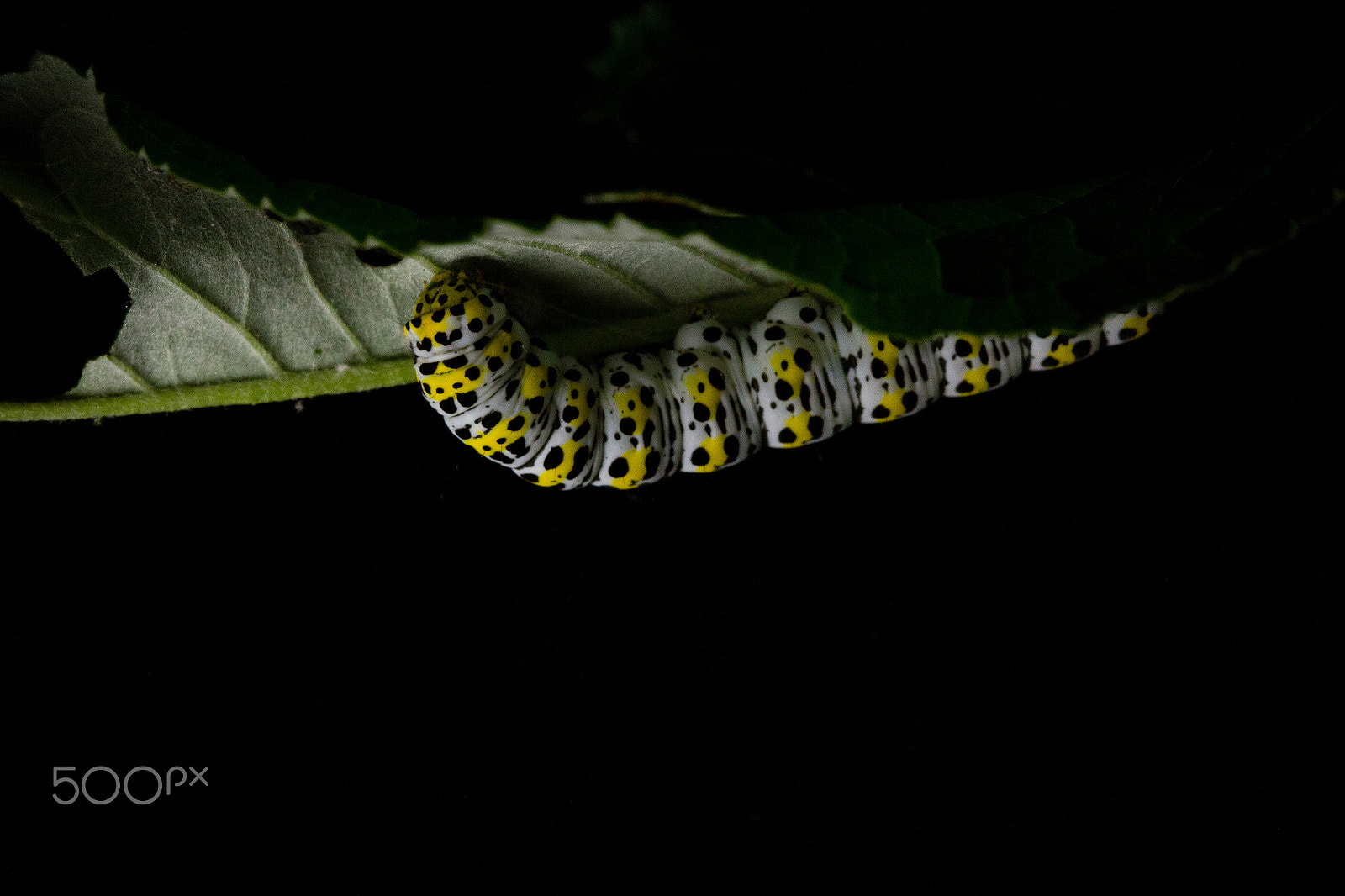 Canon EOS 7D + Sigma 105mm F2.8 EX DG Macro sample photo. Mullein moth caterpillar on budlia leaf photography