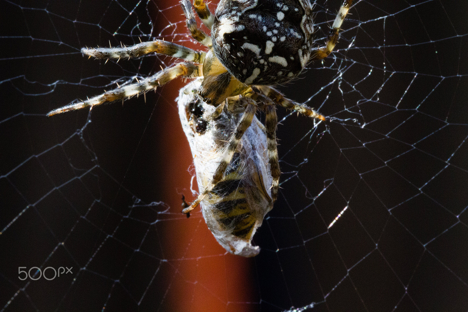Canon EOS 7D + Sigma 105mm F2.8 EX DG Macro sample photo. Partial orb spider catches wasp photography