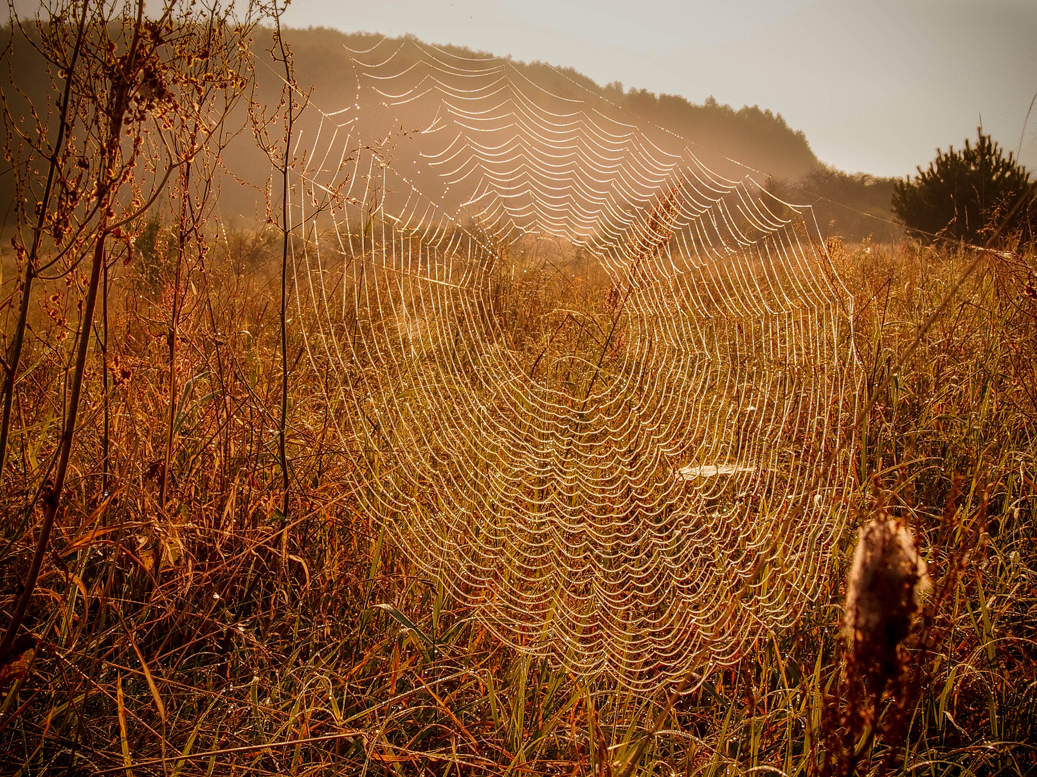Olympus M.Zuiko Digital 14-42mm F3.5-5.6 II R sample photo. Spiderweb photography