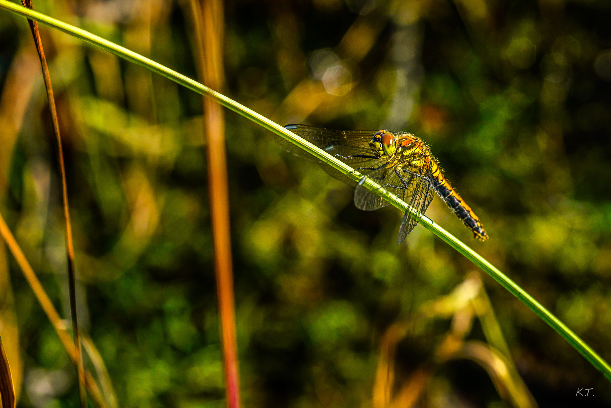 Nikon D610 sample photo. The climber photography