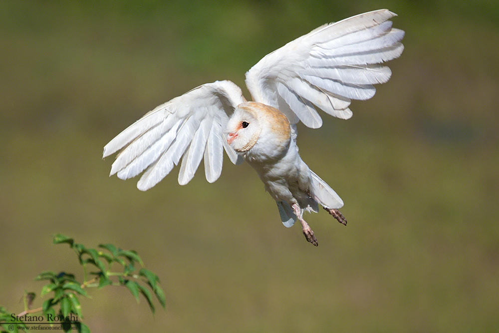 Canon EF 300mm F2.8L IS USM sample photo. Fly photography