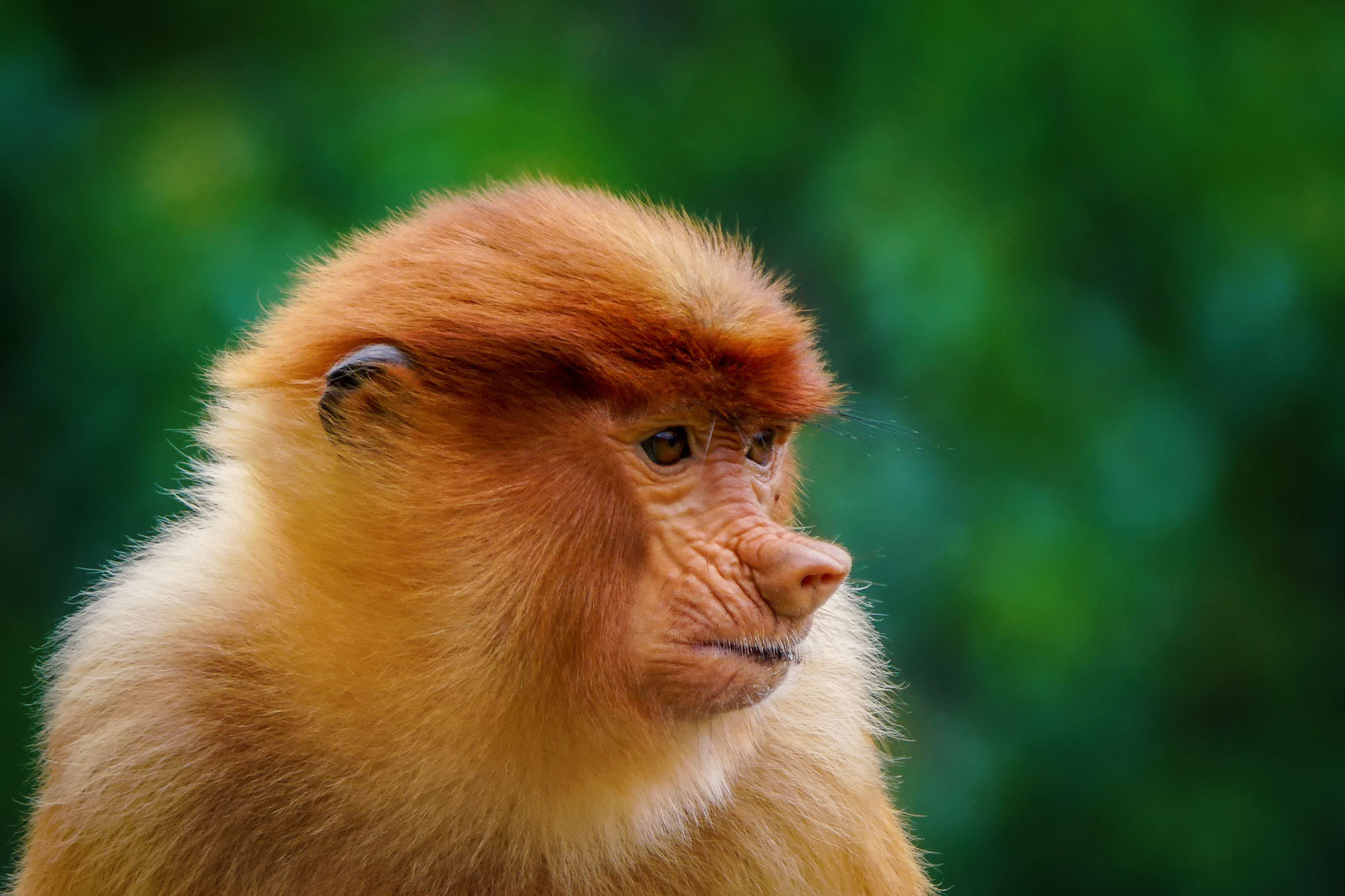 Sony ILCA-77M2 + Sony 70-400mm F4-5.6 G SSM II sample photo. Proboscis monkey (female) photography