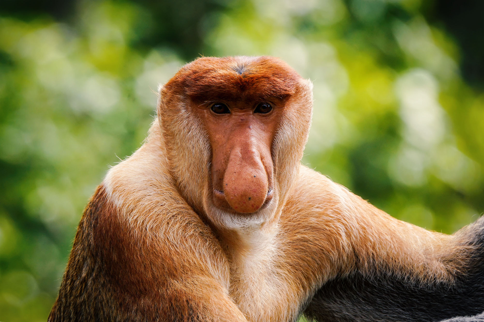 Sony ILCA-77M2 sample photo. Proboscis monkey (male) photography