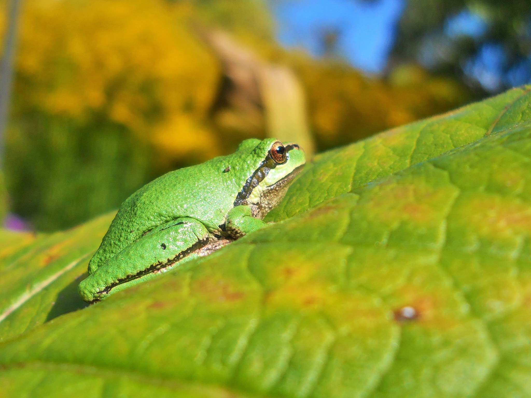 Nikon Coolpix L24 sample photo. Pacific green tree frog relaxing in the garden photography
