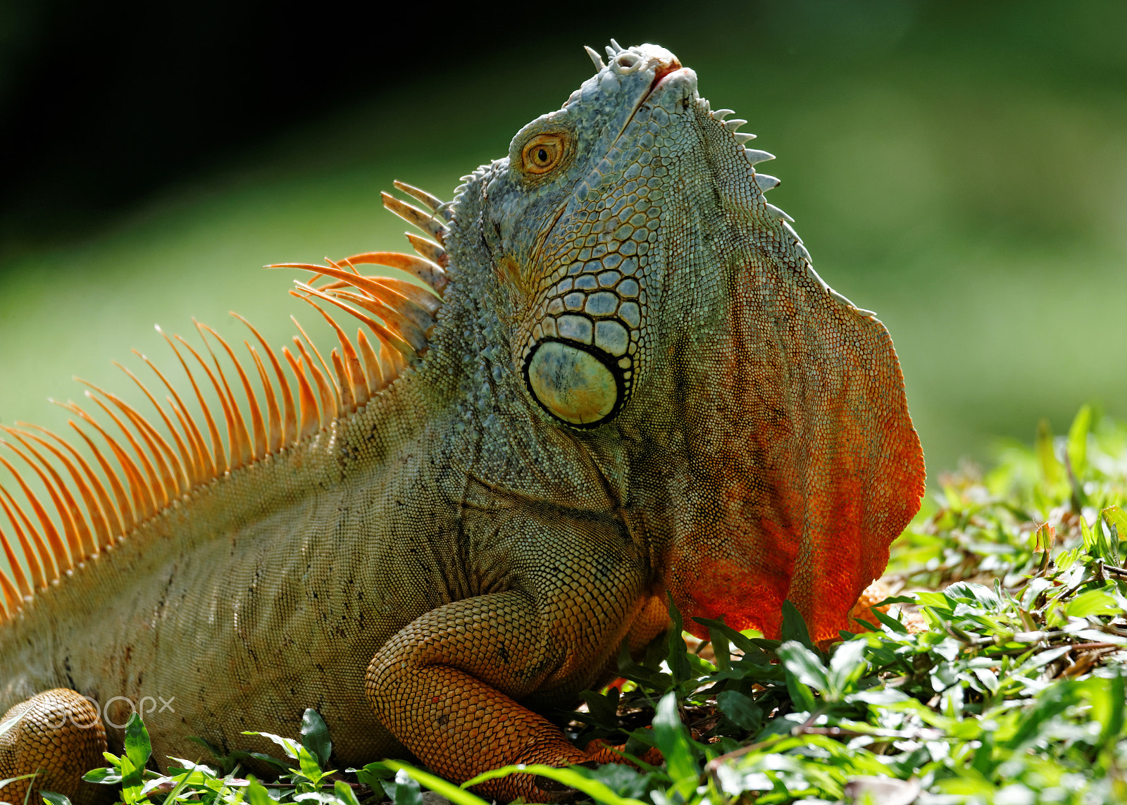Tamron SP 150-600mm F5-6.3 Di VC USD sample photo. Iguana photography