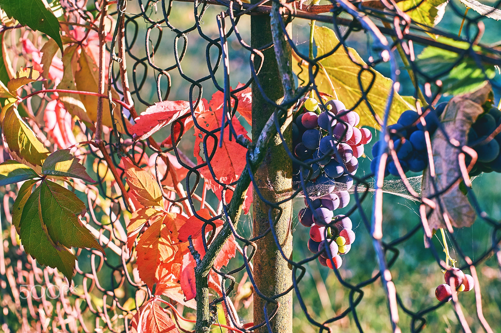 Sony SLT-A57 + Minolta AF 50mm F1.4 [New] sample photo. Grapes on old vineyard's fence in autumn photography