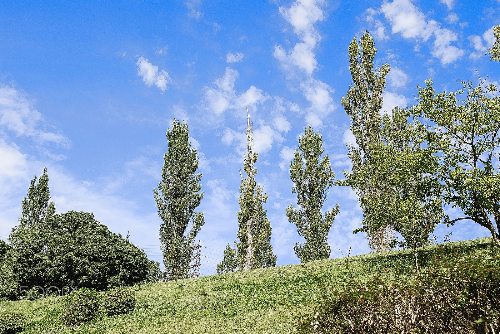 Nikon D200 sample photo. Clump of trees clear autumn sky photography