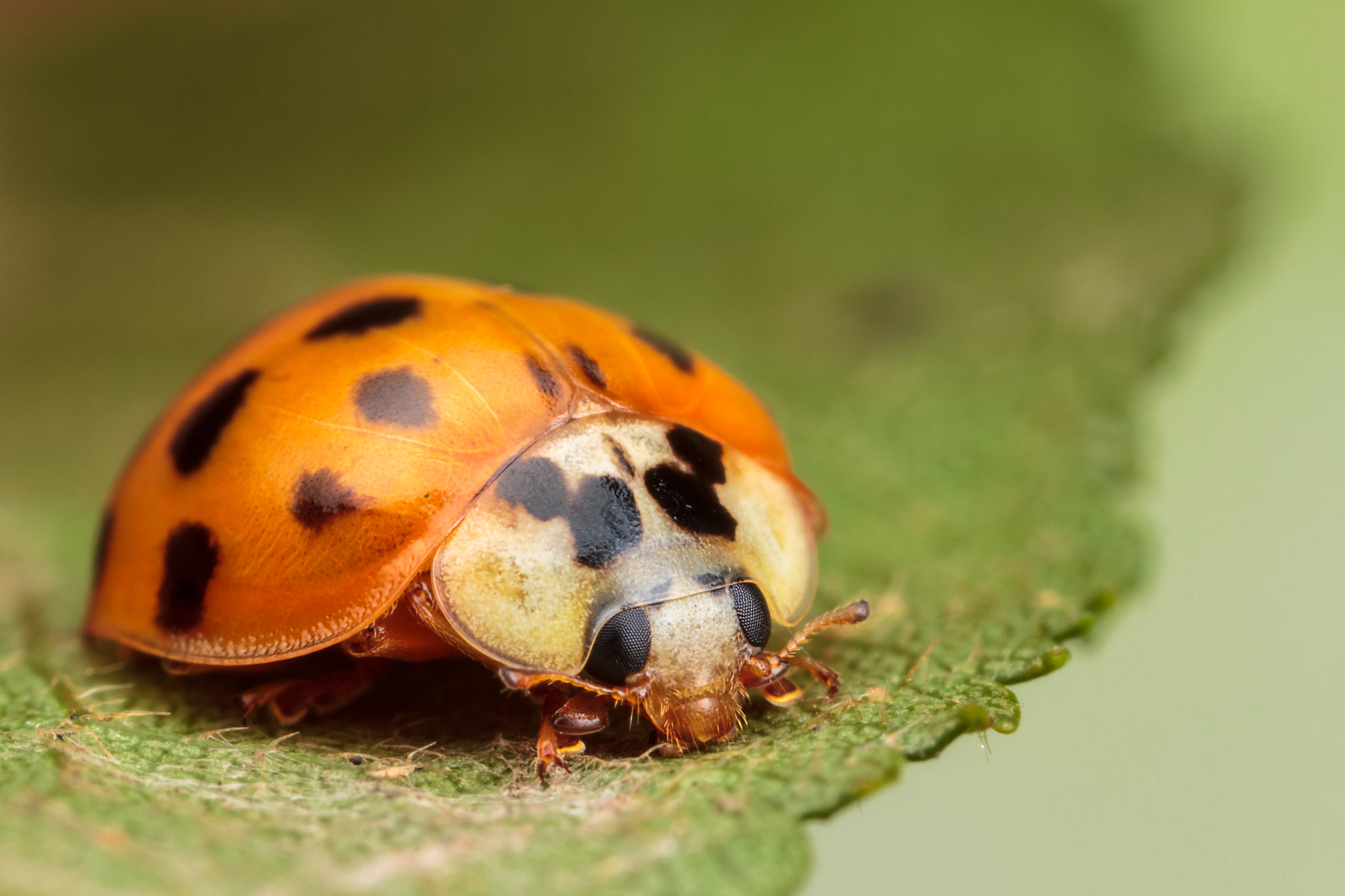 Canon MP-E 65mm F2.5 1-5x Macro Photo sample photo. Harlequin ladybird photography