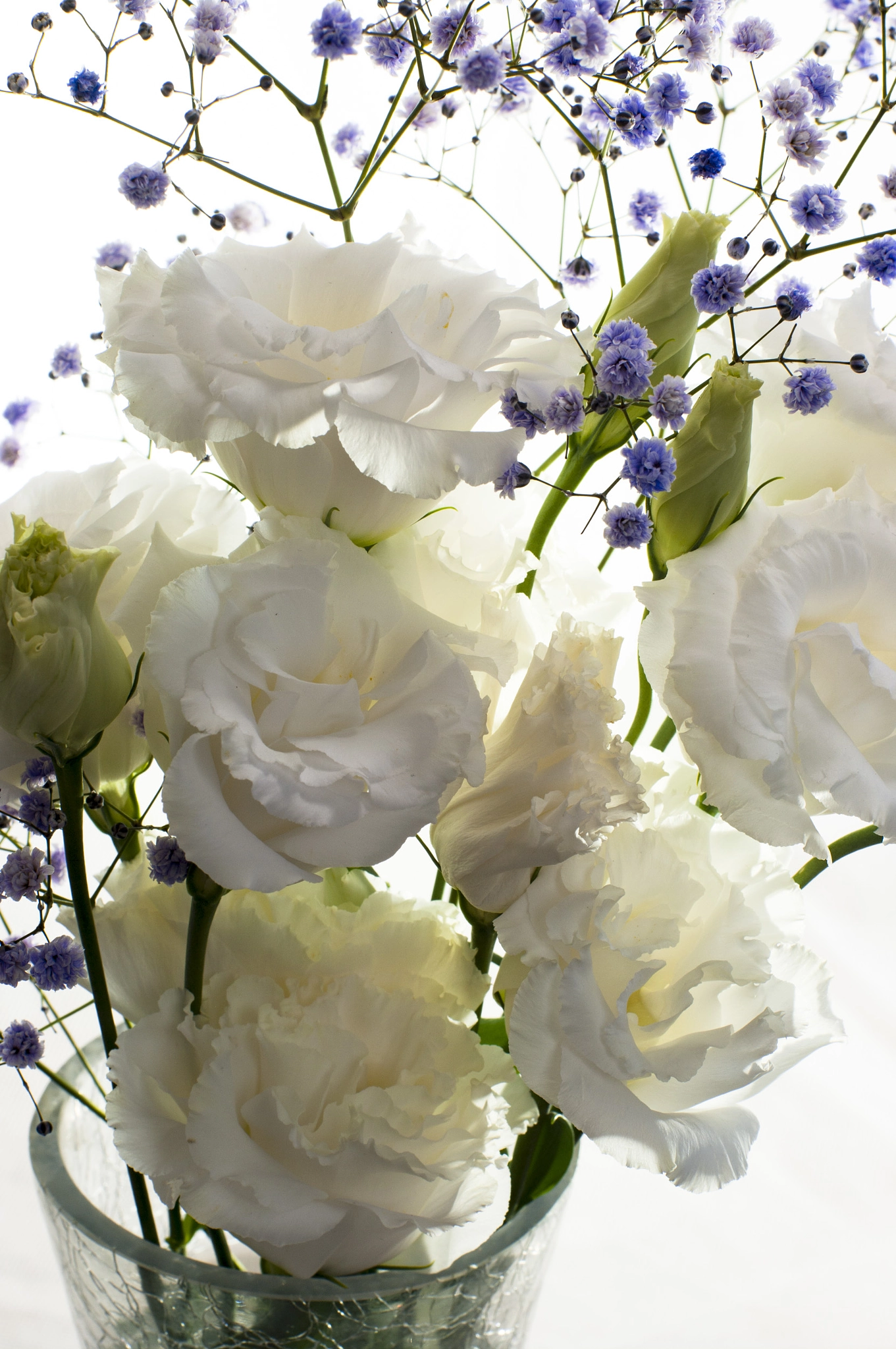Pentax smc FA 50mm F1.4 sample photo. Pretty photography