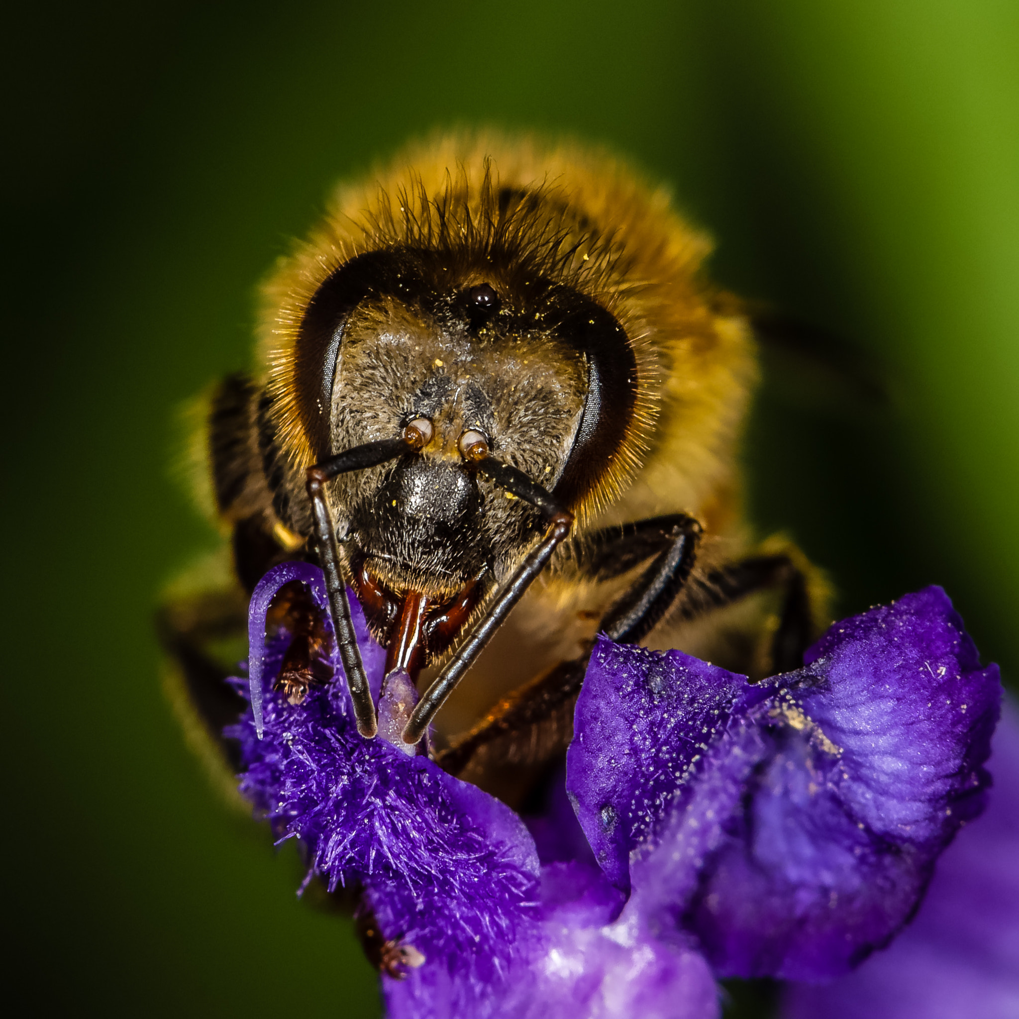 Canon EF 100mm F2.8L Macro IS USM sample photo. Sweet, sweet nectar photography