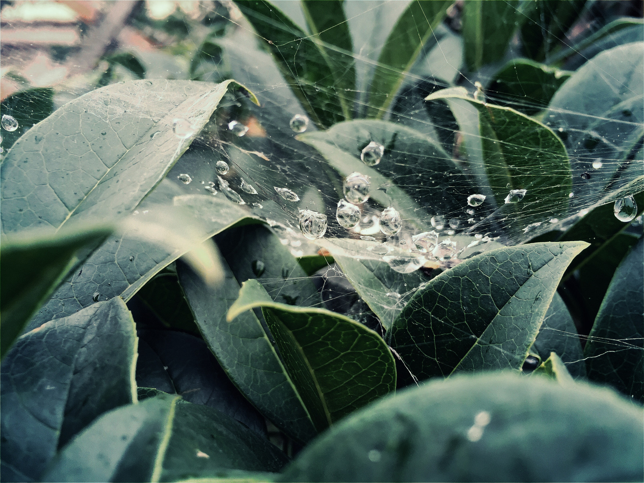 Hipstamatic 321 sample photo. 在雨中/by iphone photography
