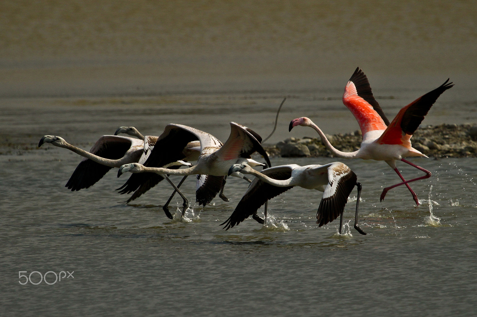 Canon EF 100-400mm F4.5-5.6L IS USM sample photo. Fenicotteri - flamingos photography