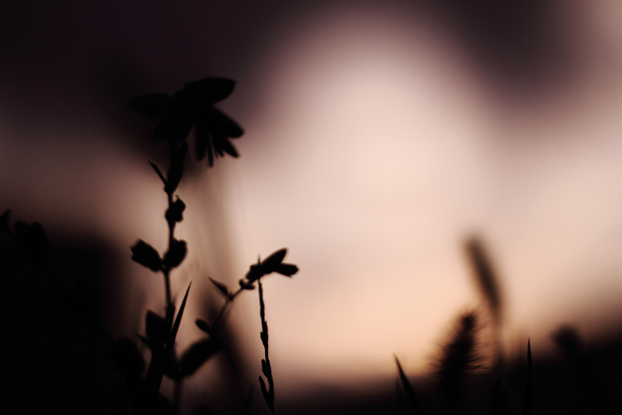 Tamron SP AF 60mm F2 Di II LD IF Macro sample photo. Twilight photography