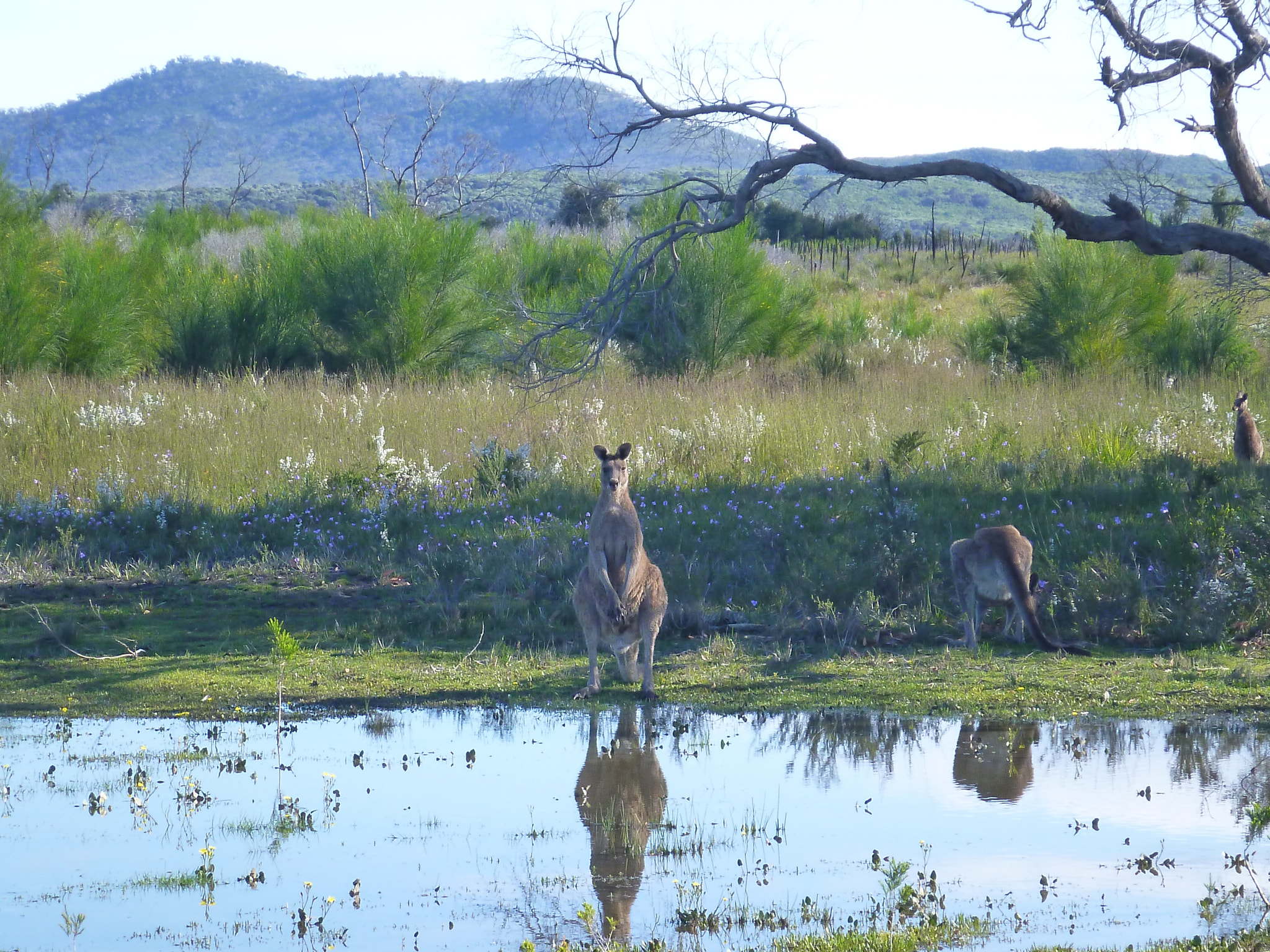 Panasonic DMC-FT3 sample photo. Wary roo reflection photography