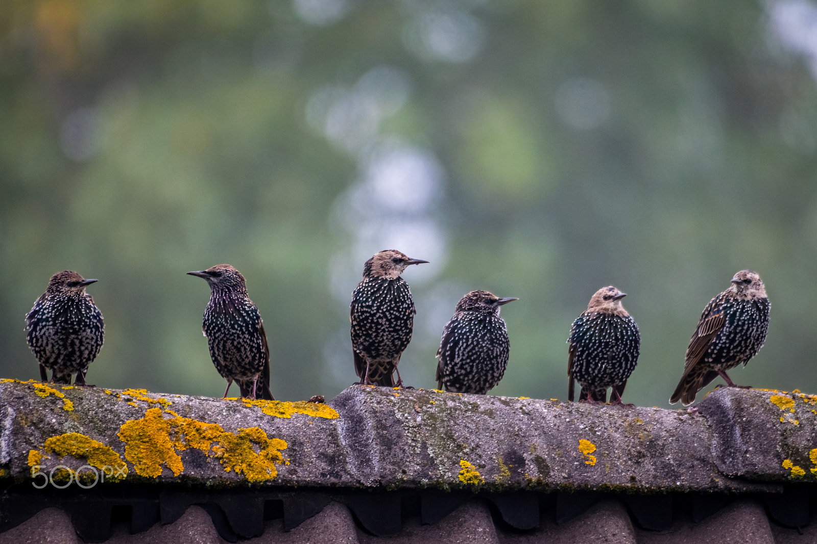 Nikon D5300 + Sigma 50-500mm F4.5-6.3 DG OS HSM sample photo. Starlings on the roof. photography
