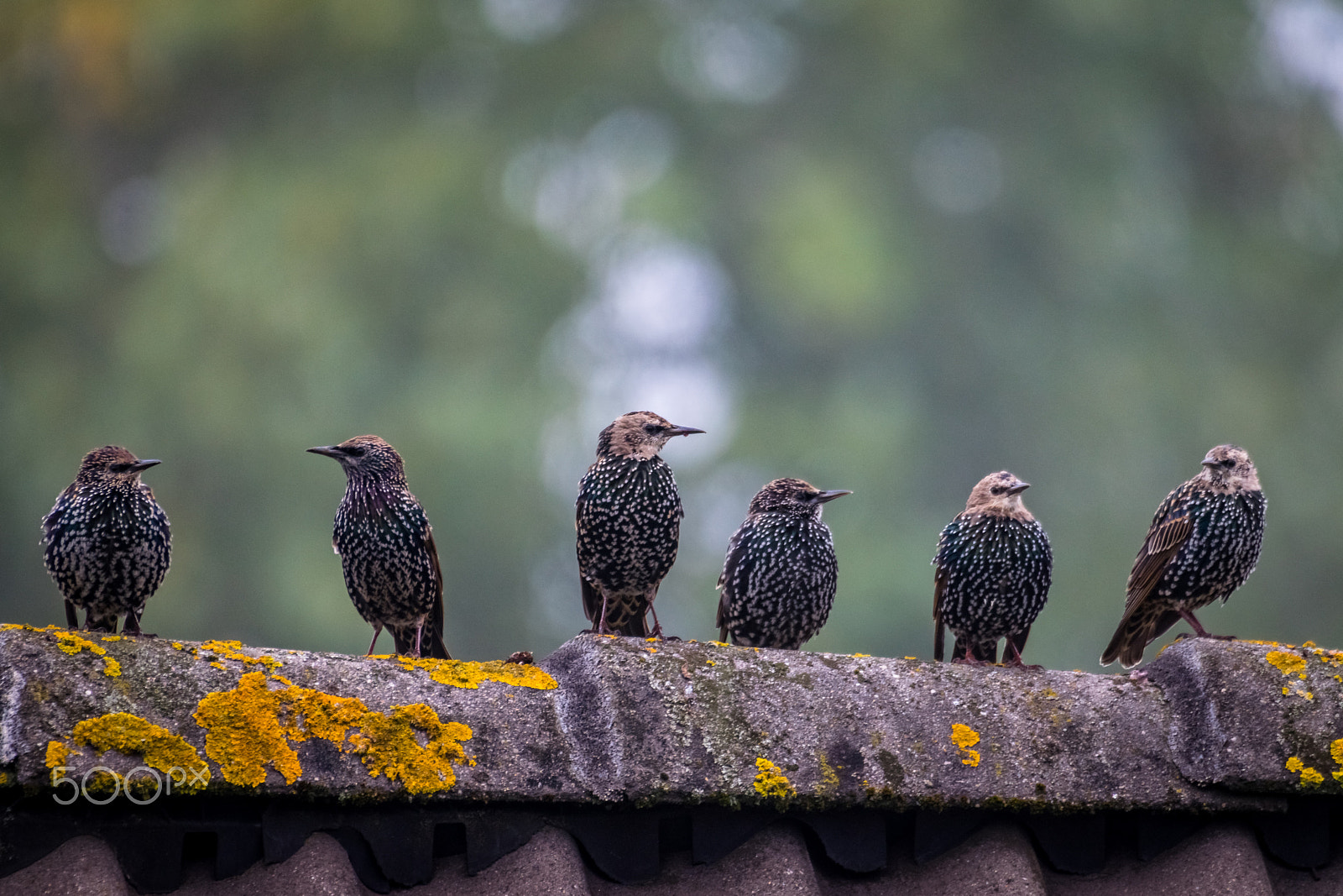 Sigma 50-500mm F4.5-6.3 DG OS HSM sample photo. Starlings on the roof. photography