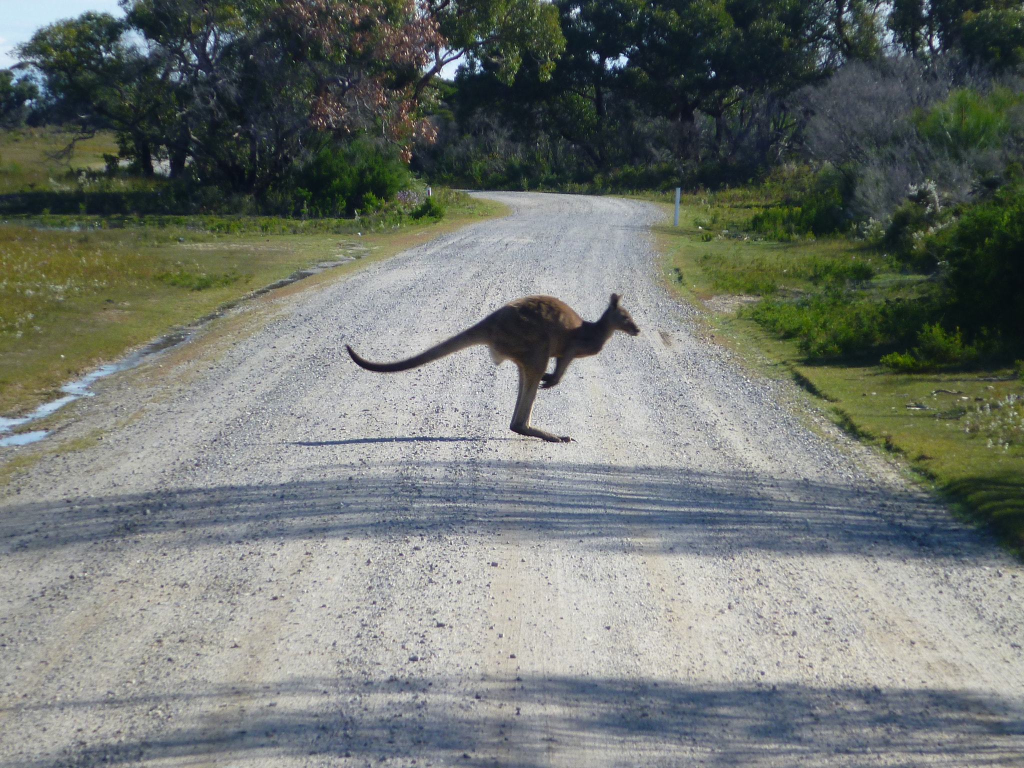 Panasonic DMC-FT3 sample photo. Skippy road photography