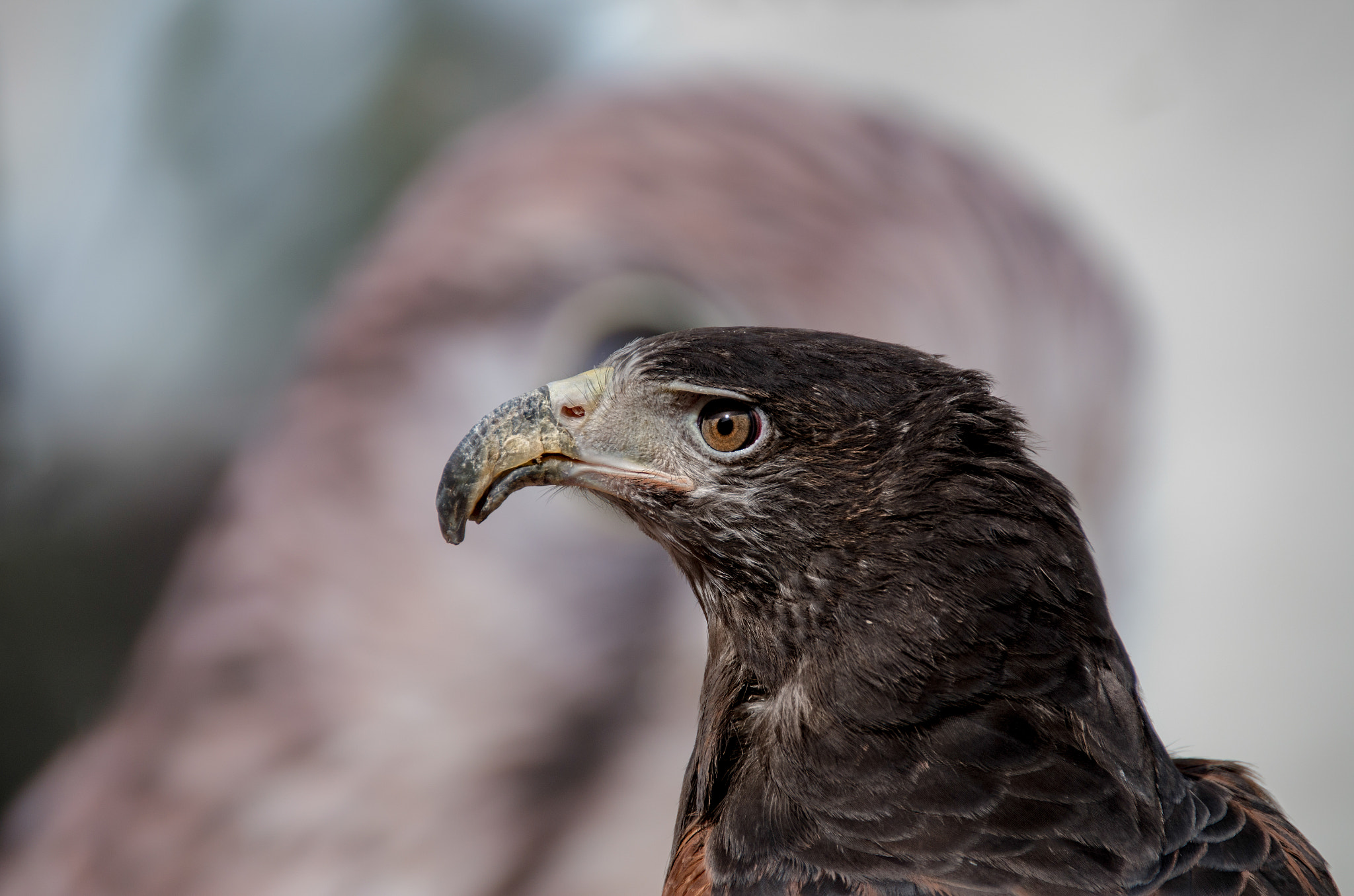 Pentax K-30 + Sigma 18-200mm F3.5-6.3 II DC OS HSM sample photo. Hawk eye photography