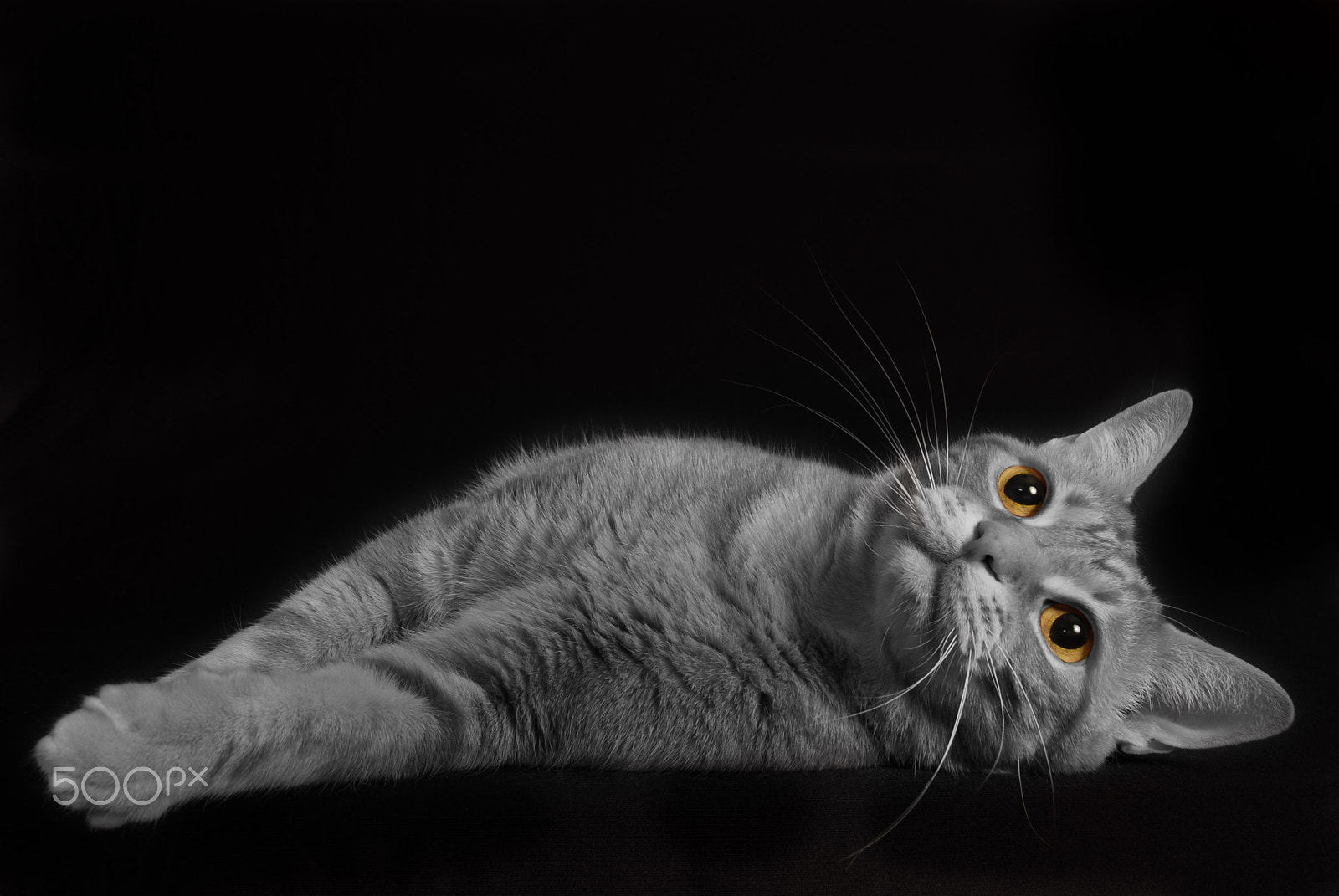 Nikon D200 sample photo. Cat eyes photography