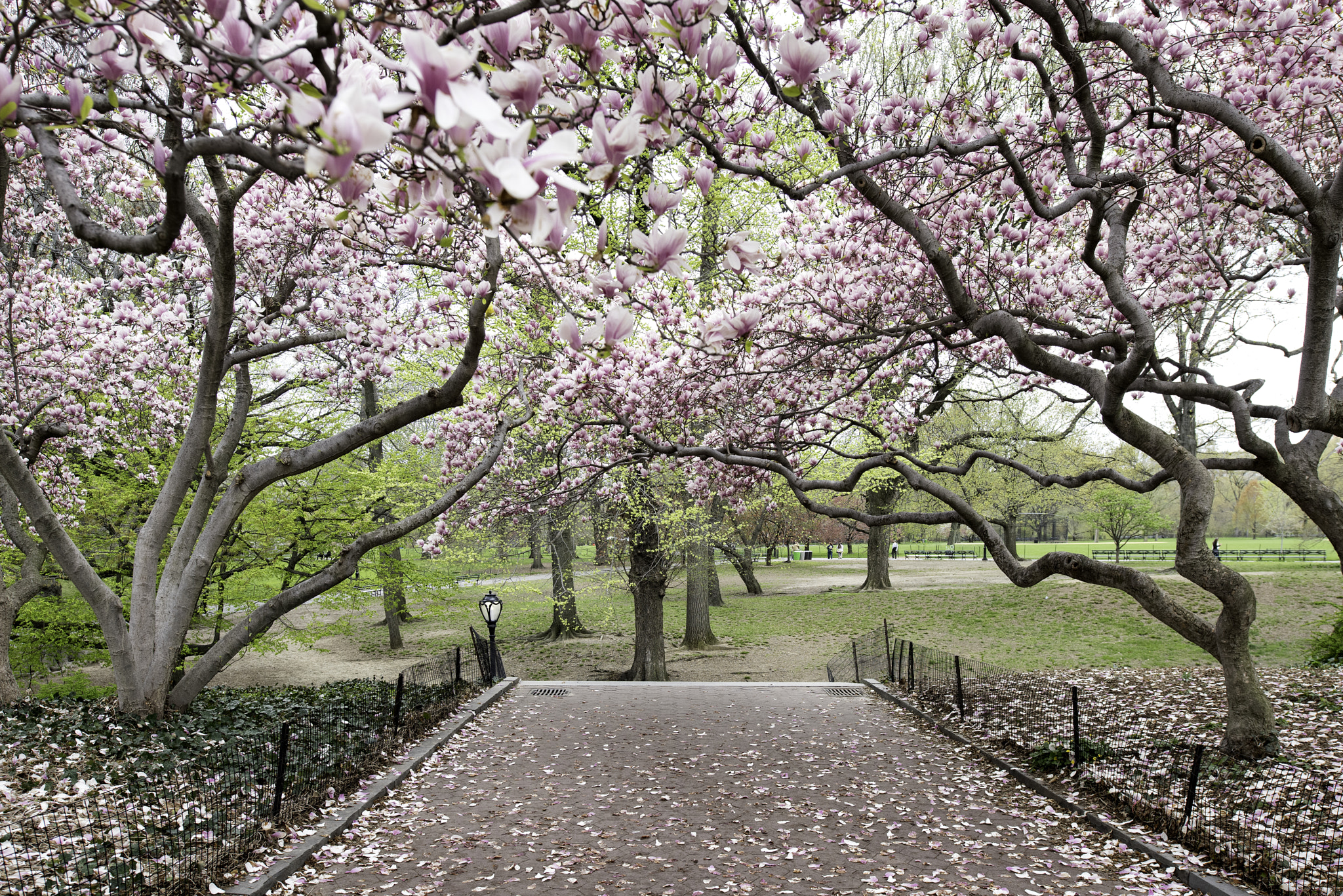 Nikon D810 + Nikon PC-E Nikkor 24mm F3.5D ED Tilt-Shift sample photo. Magnolia trees - central park photography