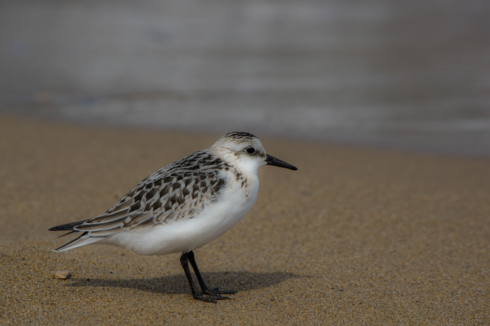Pentax smc DA 55-300mm F4.0-5.8 ED sample photo. Ptaszek photography