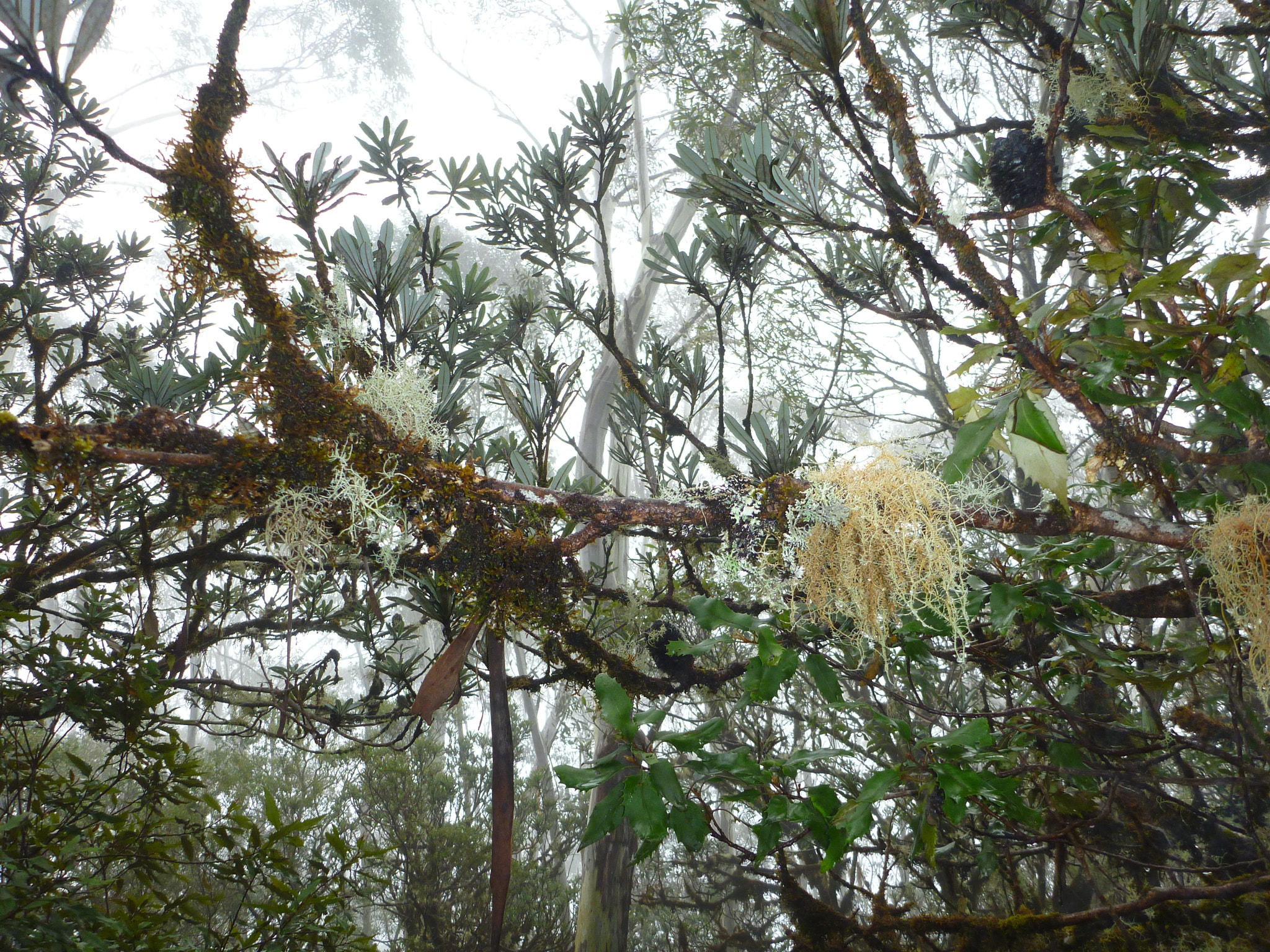 Panasonic DMC-FT3 sample photo. Montaine cloud forest photography