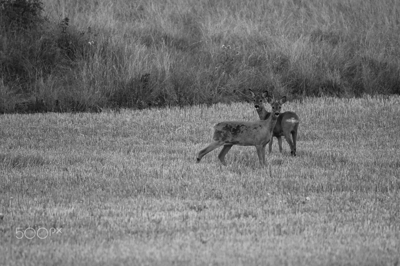 Tamron SP 150-600mm F5-6.3 Di VC USD sample photo. Oh deer.. photography