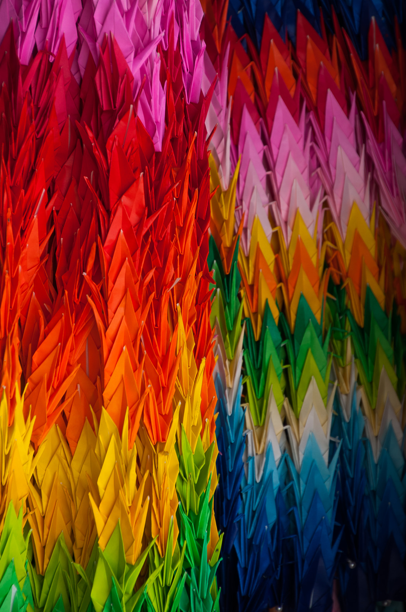 Nikon D5000 sample photo. Rainbow cranes photography