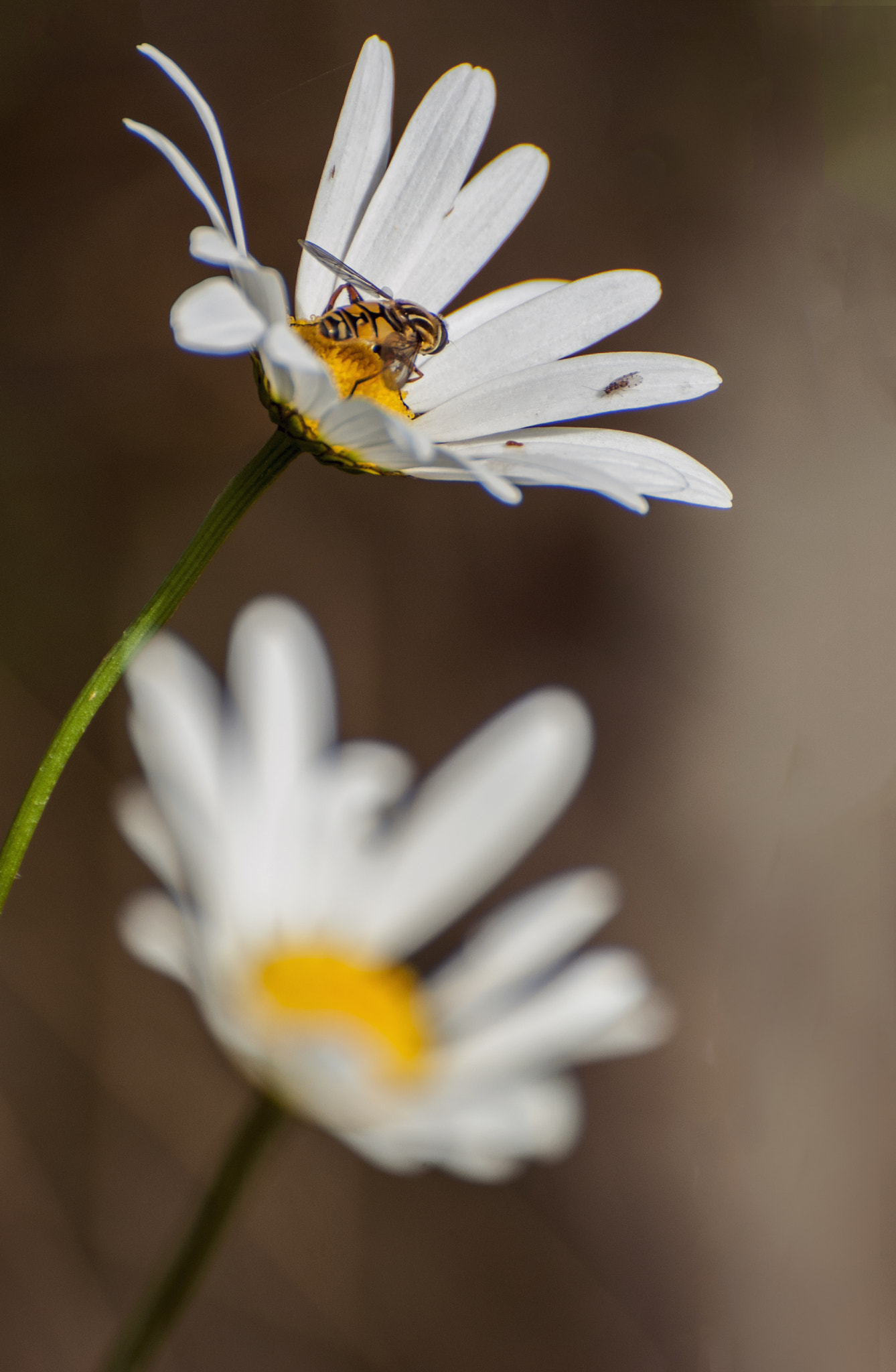 Nikon D3000 sample photo. Closer photography