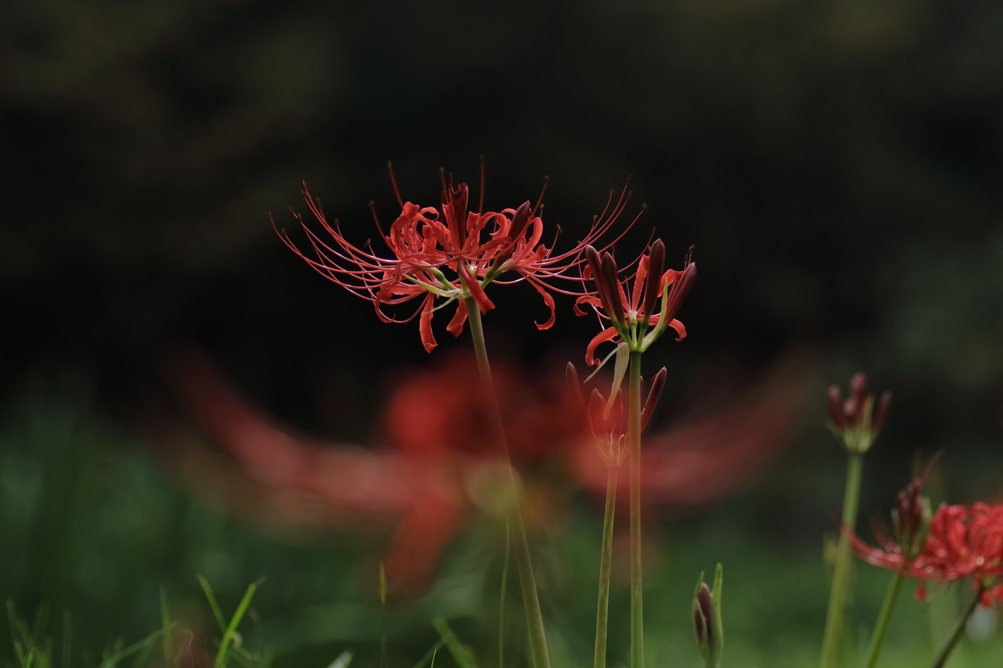 Canon EOS 7D Mark II + Tamron SP AF 90mm F2.8 Di Macro sample photo. ...彼岸花 photography