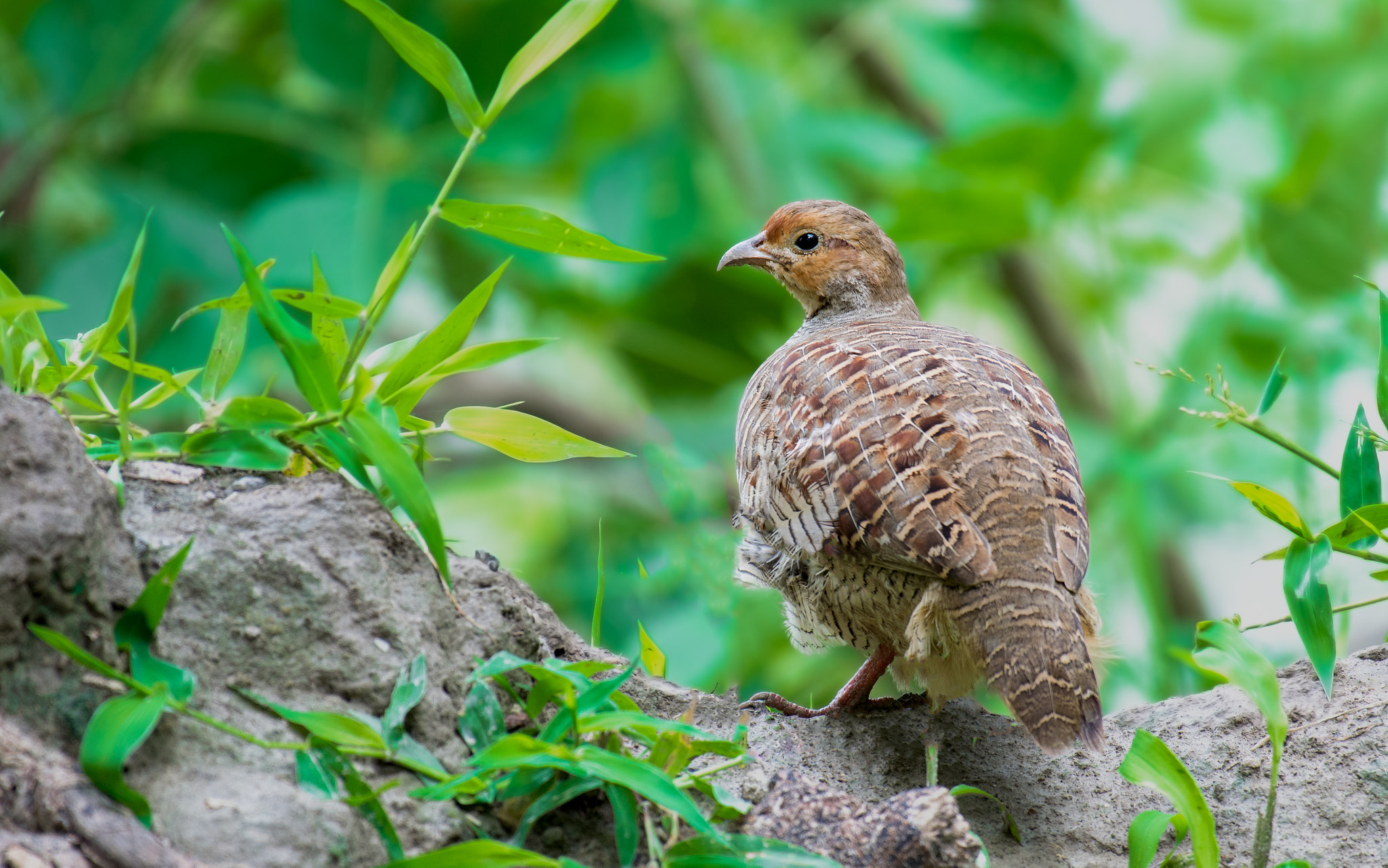 Nikon AF-S Nikkor 200-500mm F5.6E ED VR sample photo. Not one step closer! mind it! photography