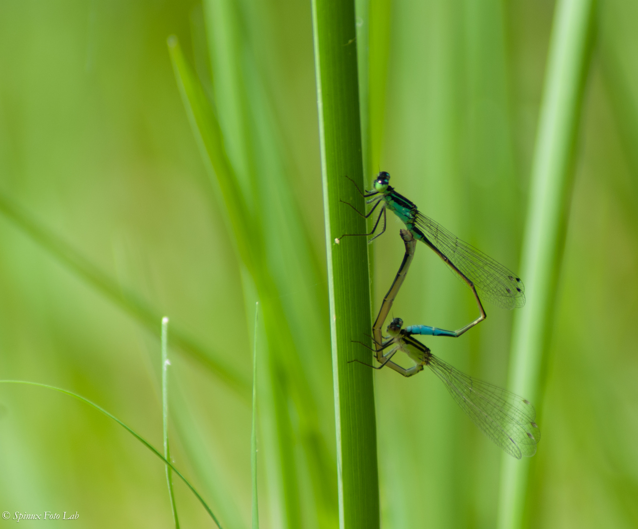 Nikon D80 sample photo. Macro photography