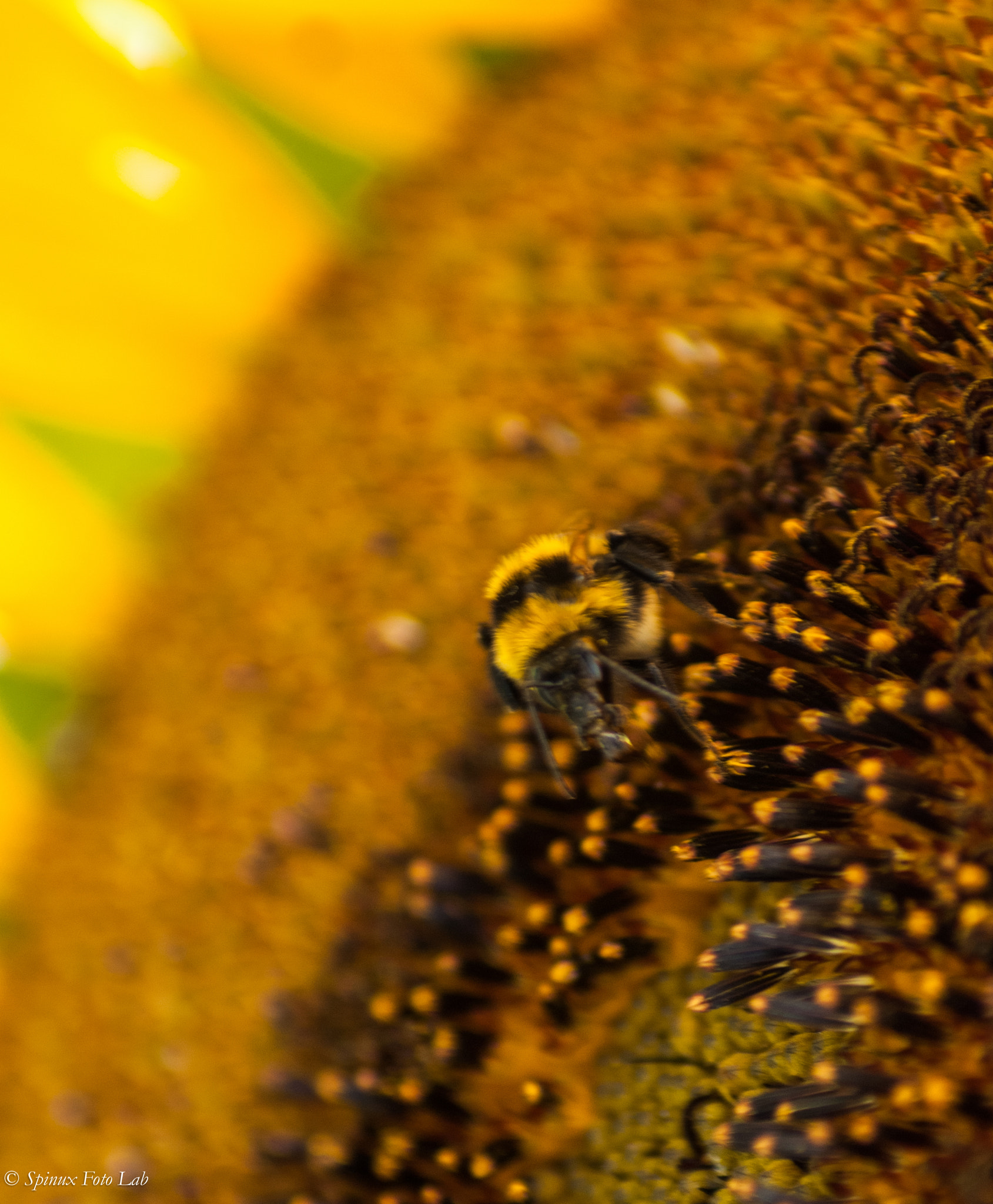 Nikon D80 sample photo. Macro photography