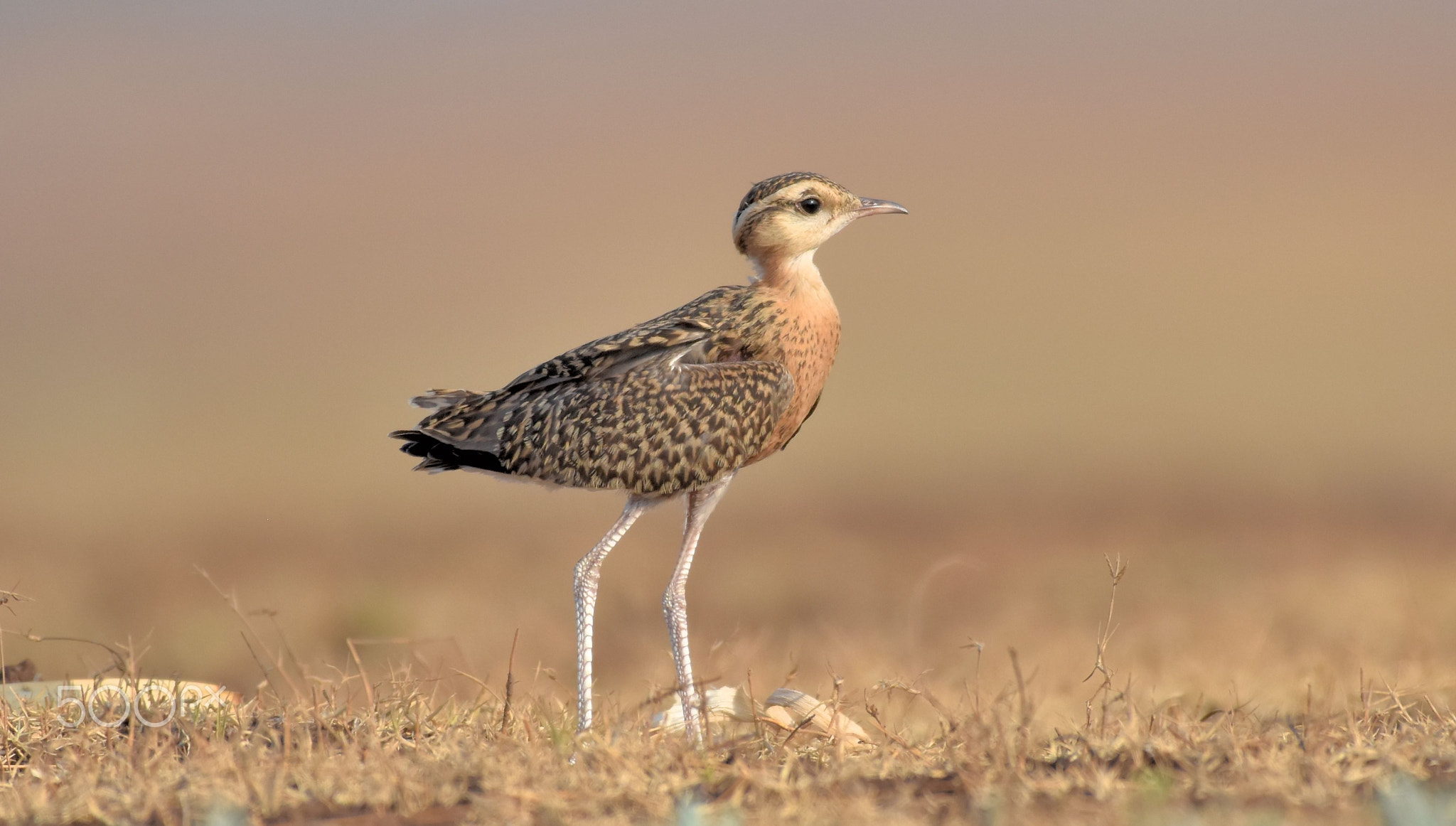 Indian Courser