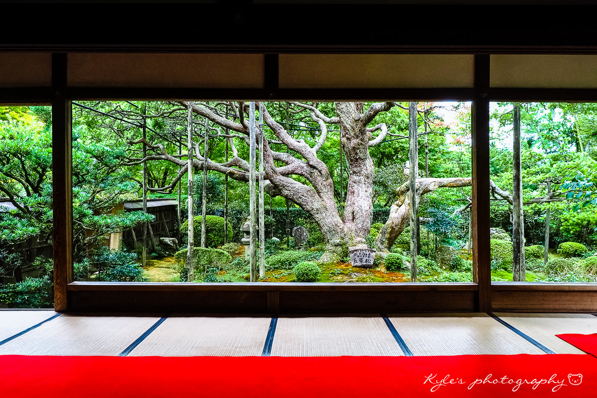 Olympus Zuiko Digital ED 9-18mm F4.0-5.6 sample photo. 三千院 photography