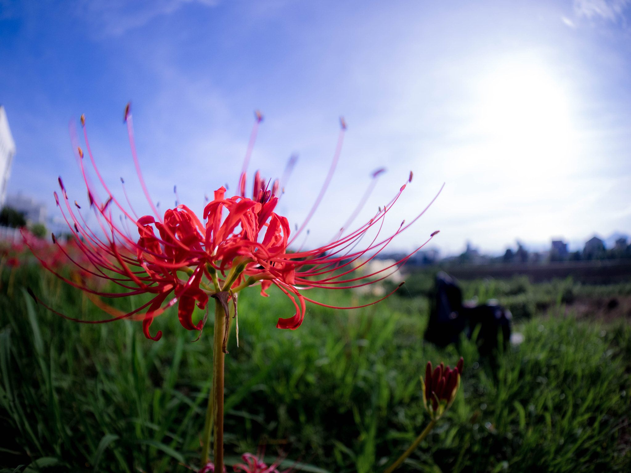 Olympus OM-D E-M1 + OLYMPUS M.8mm F1.8 sample photo. Hurricane lily photography