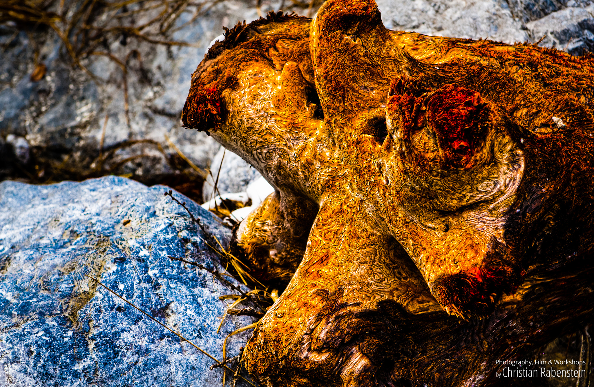 Nikon D2X sample photo. The wonderful colors of nature photography
