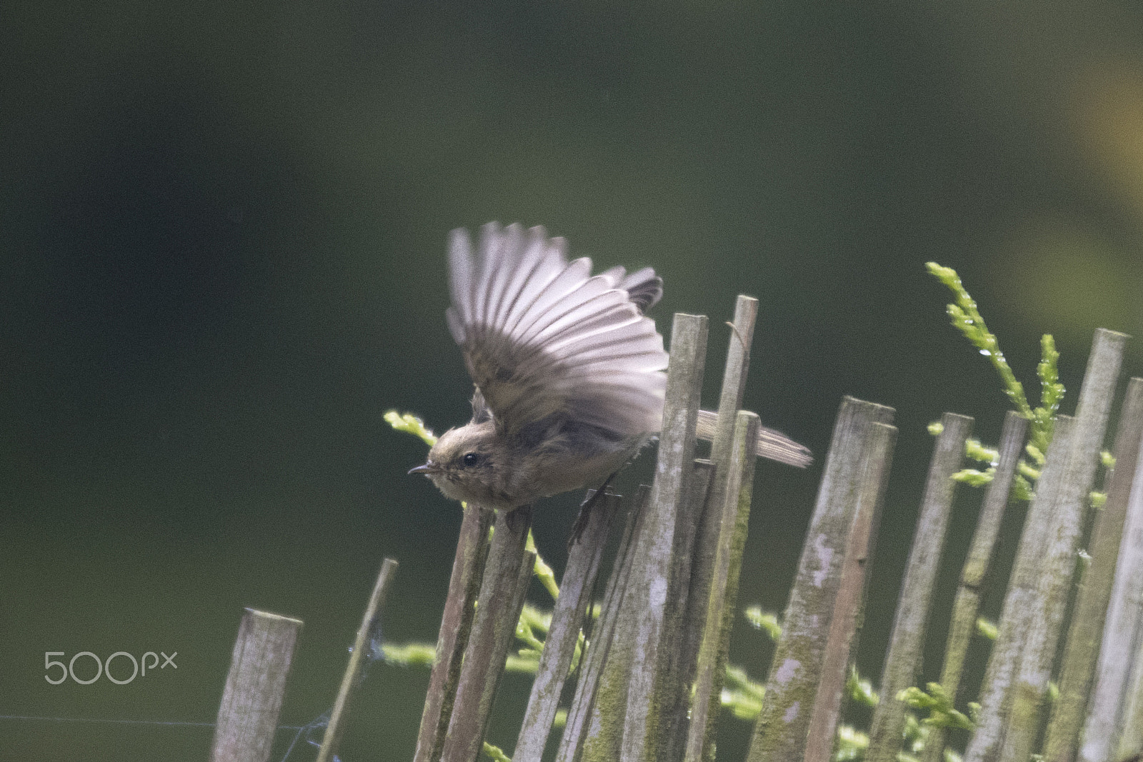 Sigma 120-400mm F4.5-5.6 DG OS HSM sample photo. Small and very verbal photography