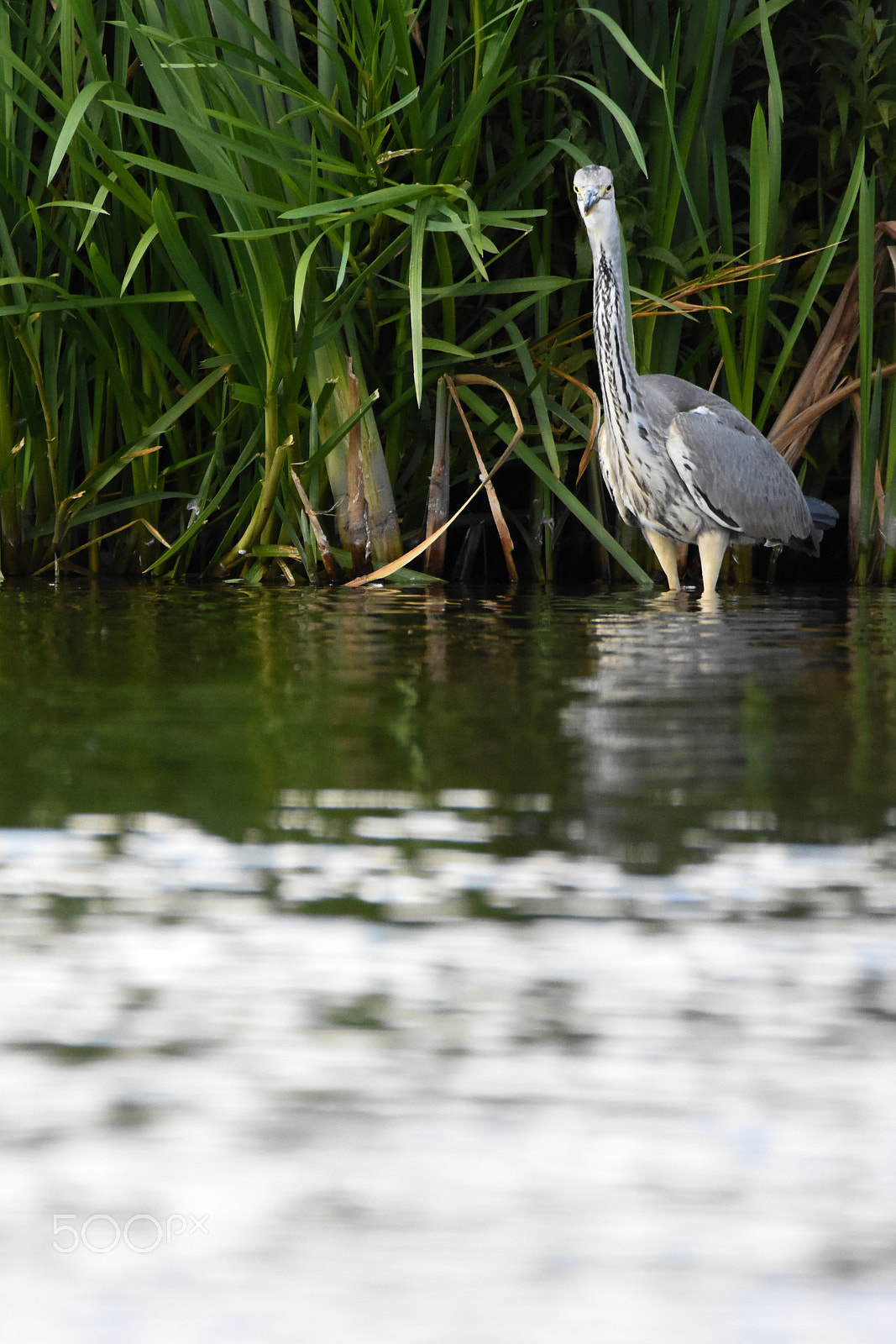 Tamron SP 150-600mm F5-6.3 Di VC USD sample photo. A heron bird observing your soul photography