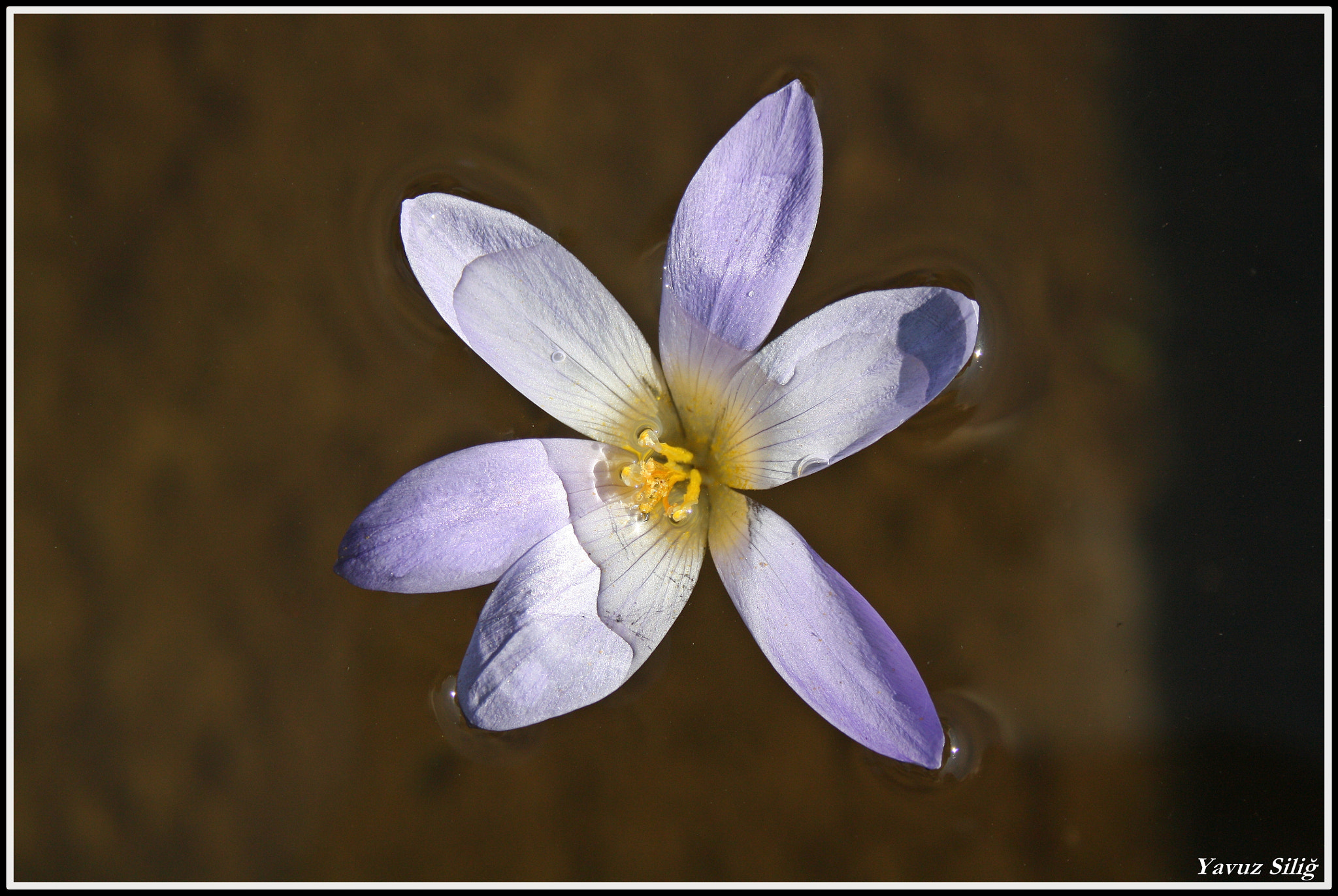 Canon EOS 450D (EOS Rebel XSi / EOS Kiss X2) sample photo. Water flower photography
