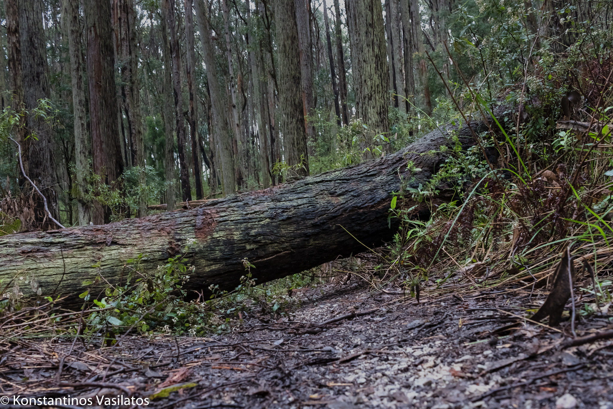 Canon EF-S 24mm F2.8 STM sample photo. Fallen photography