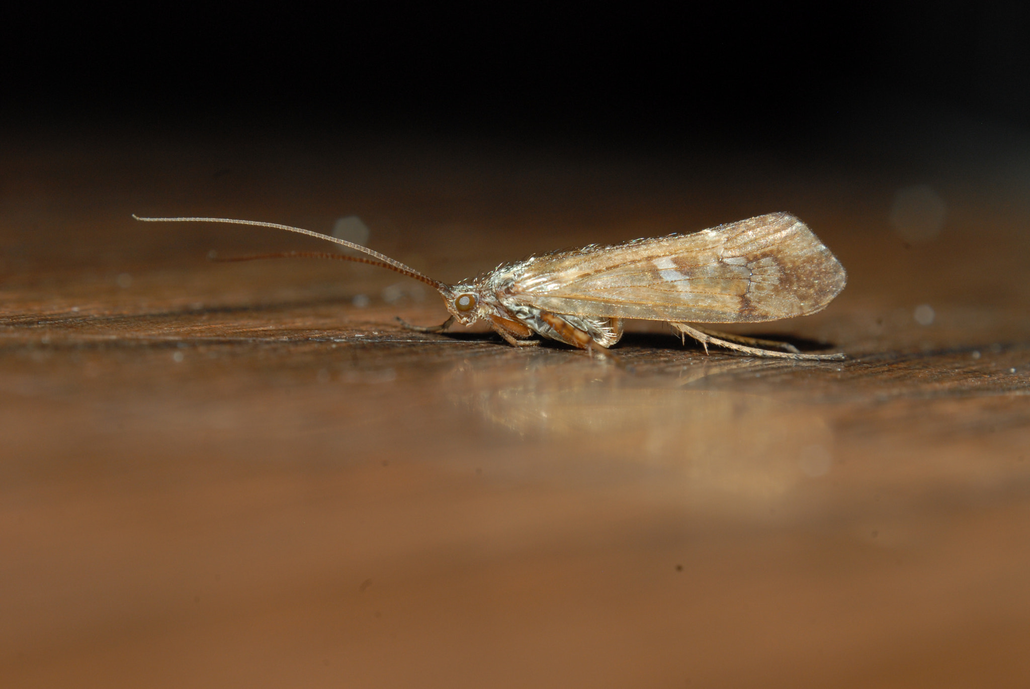 Nikon D200 + Manual Lens No CPU sample photo. Moth photography