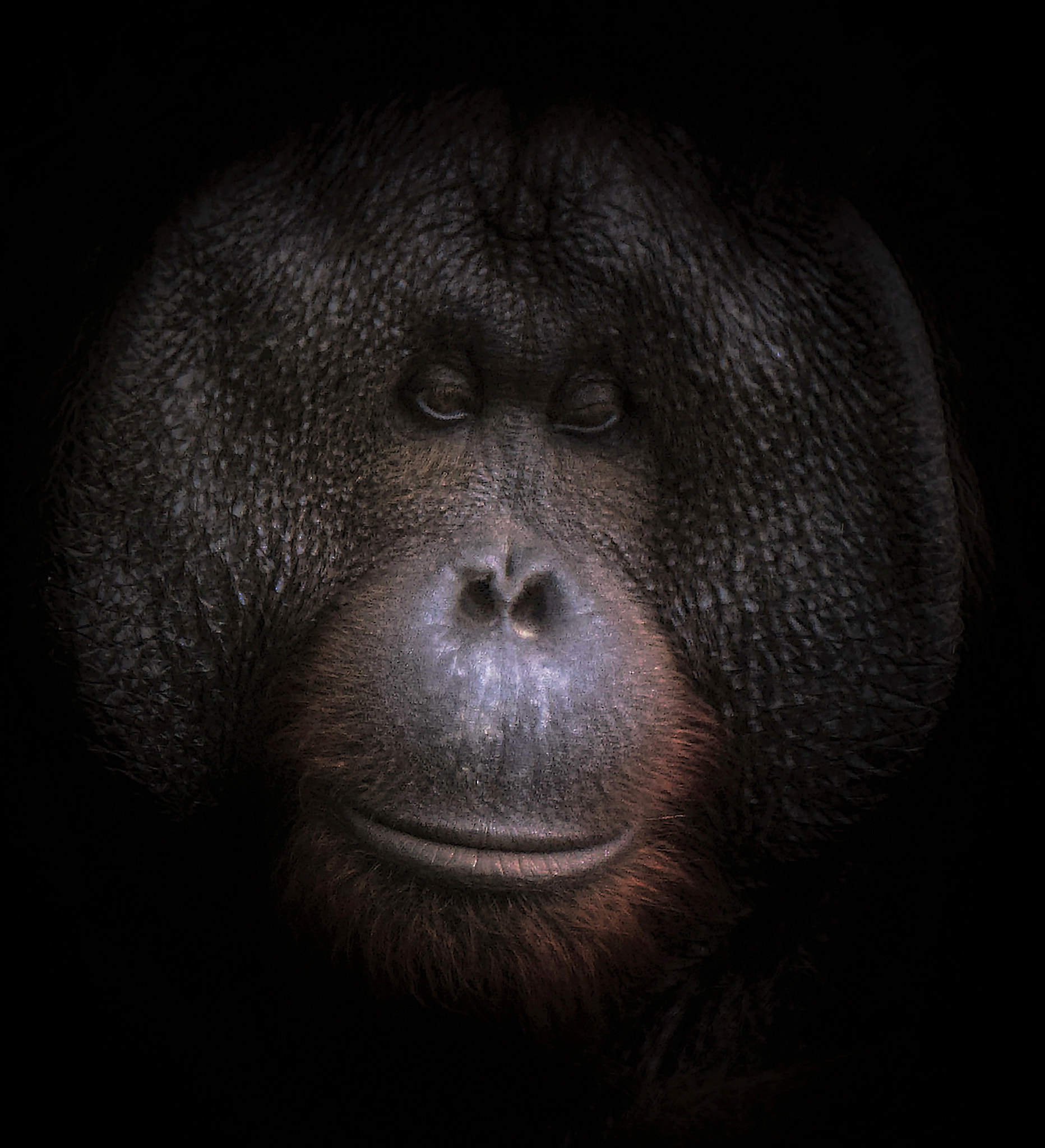 Nikon D5300 + Nikon AF-S DX Nikkor 18-300mm F3.5-5.6G ED VR sample photo. Flange-faced orangutan photography