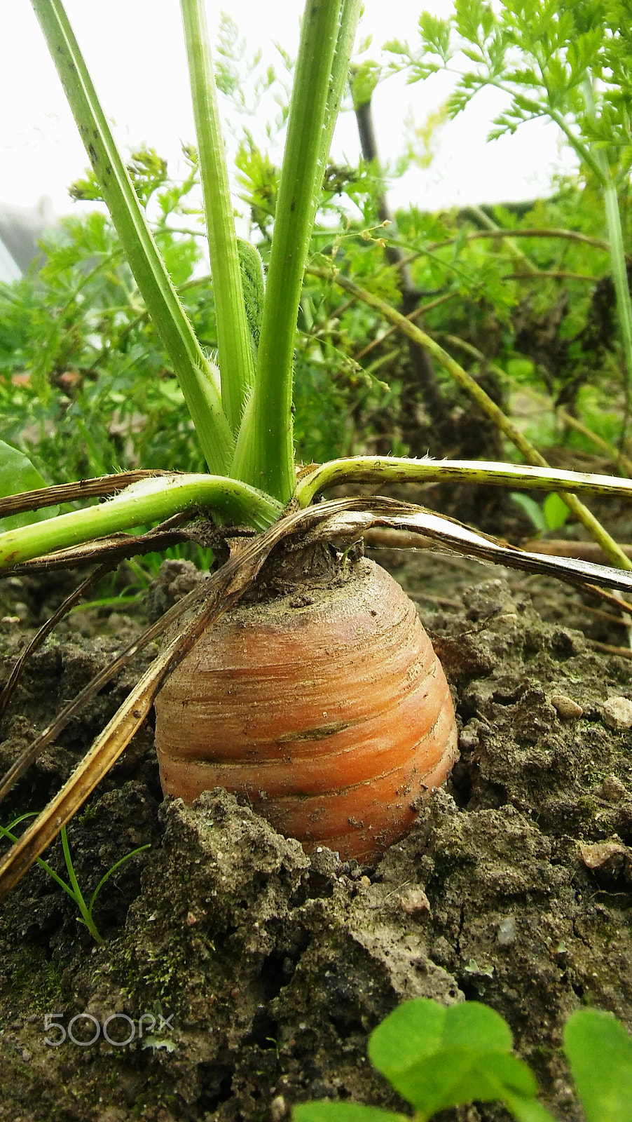 LG SPIRIT 4G LTE sample photo. Carrot photography